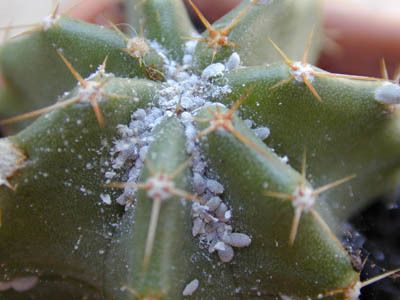 Pseudococcus cryptus