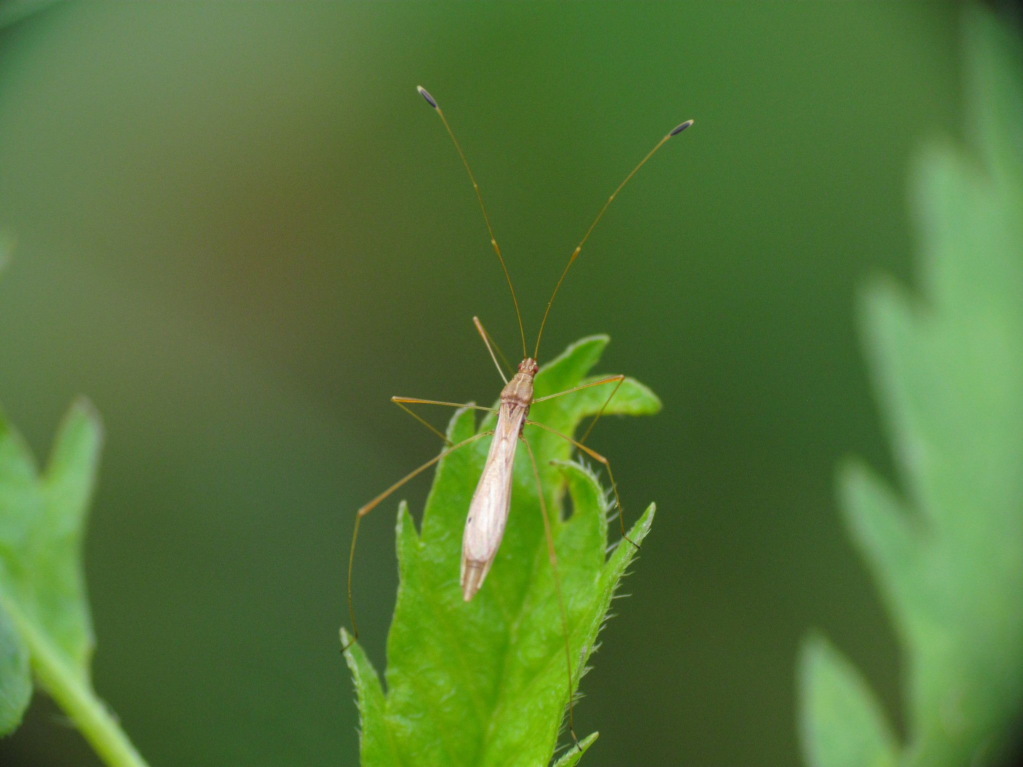 Jalysus