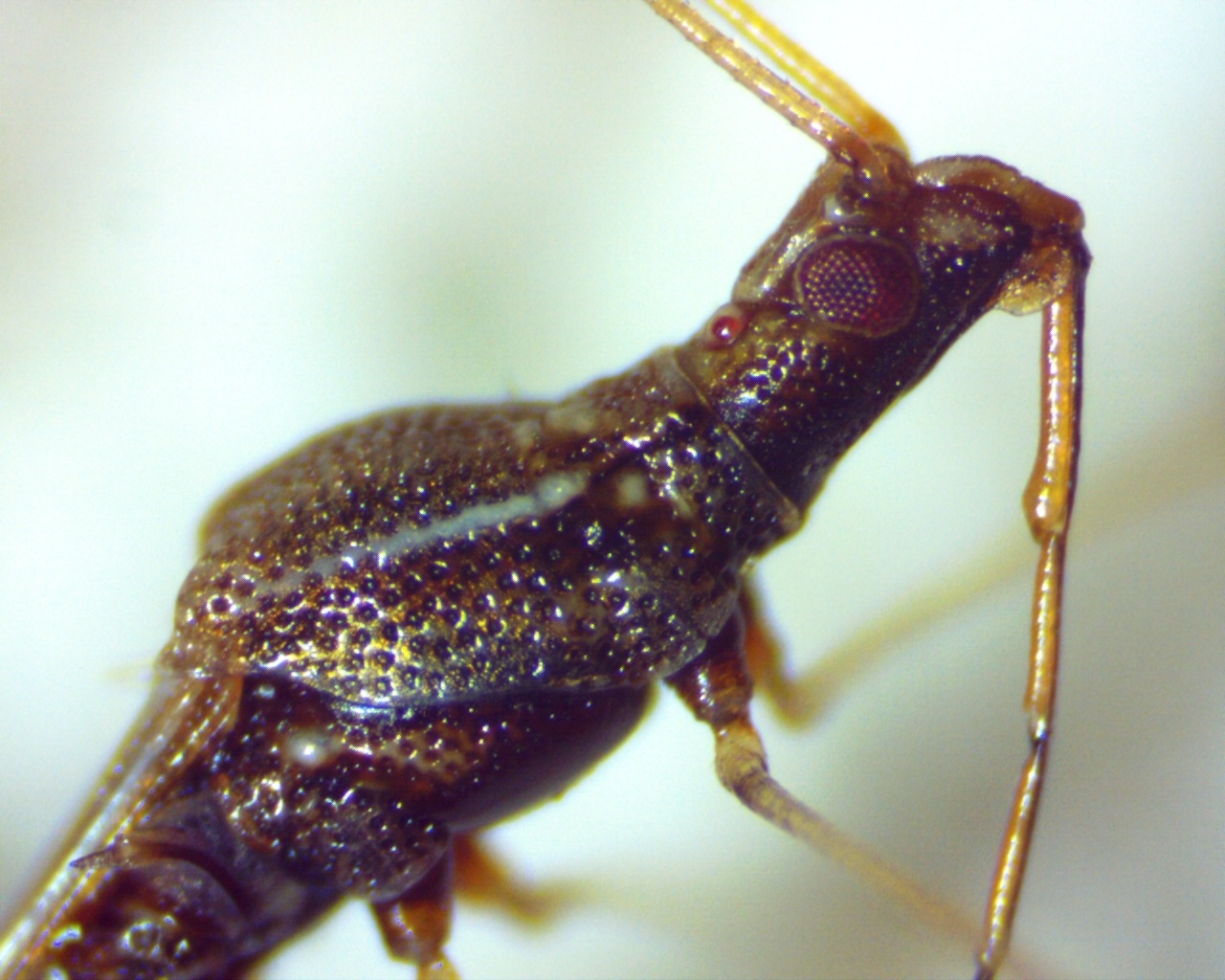 Jalysus