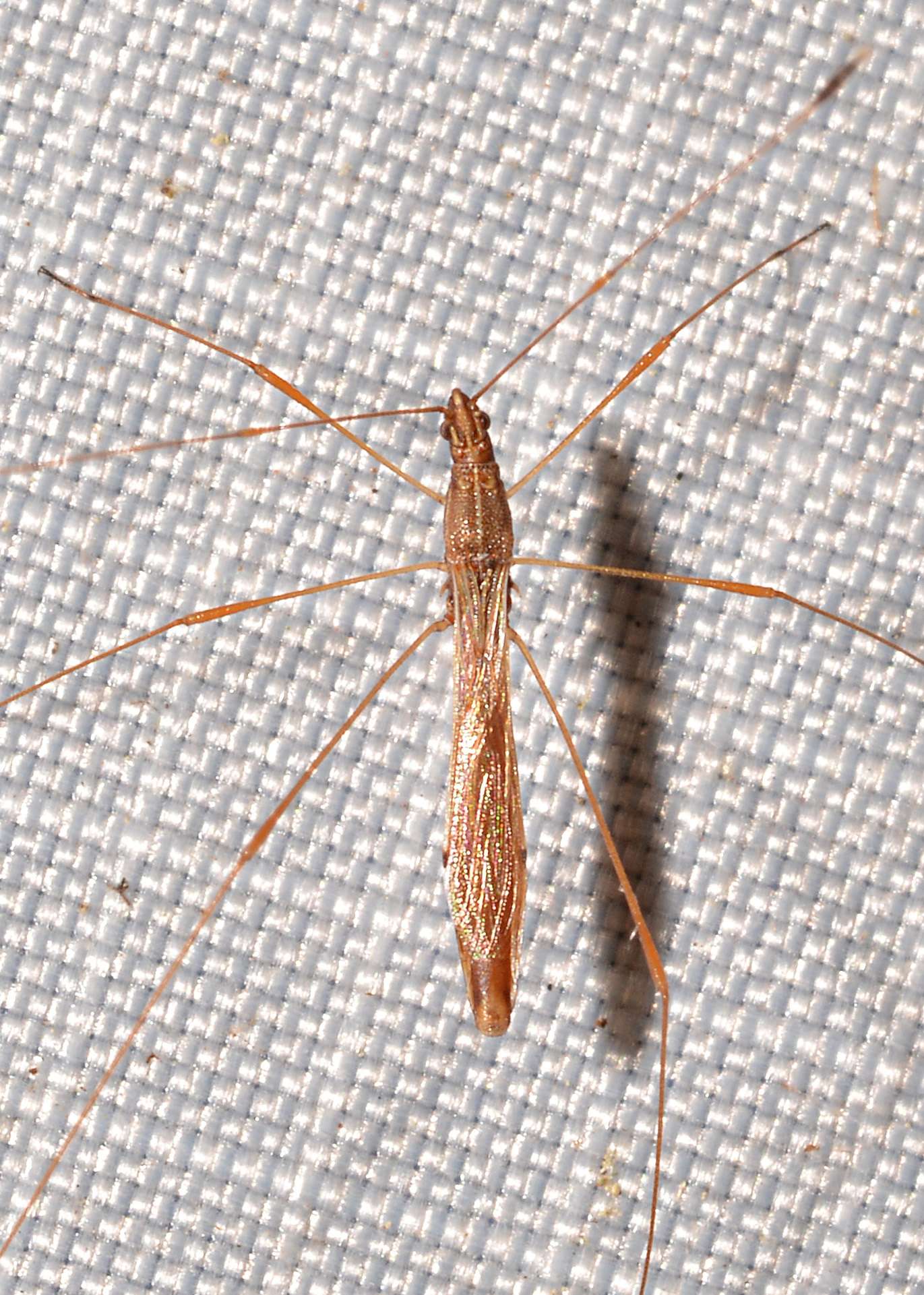 Jalysus