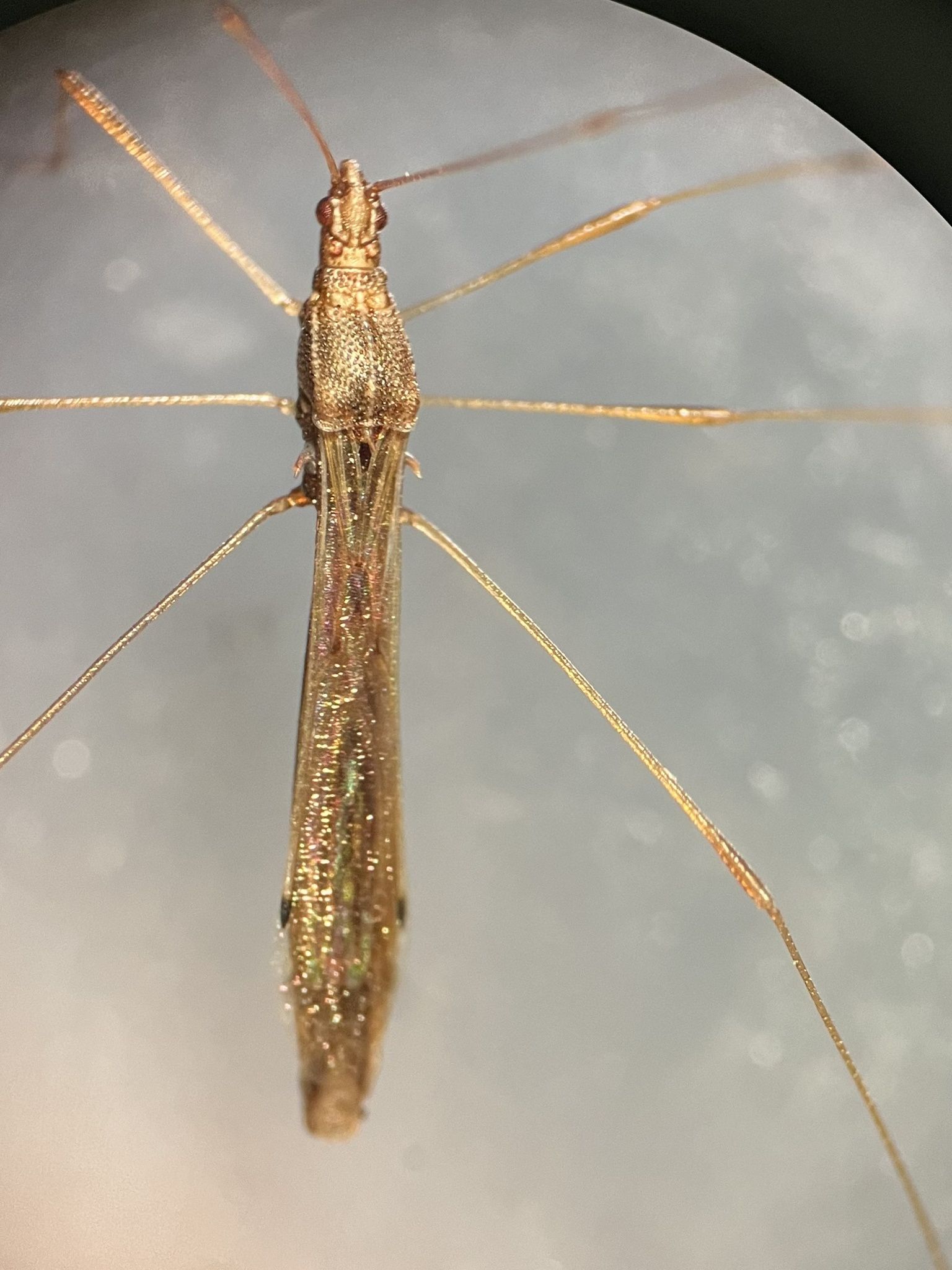 Jalysus