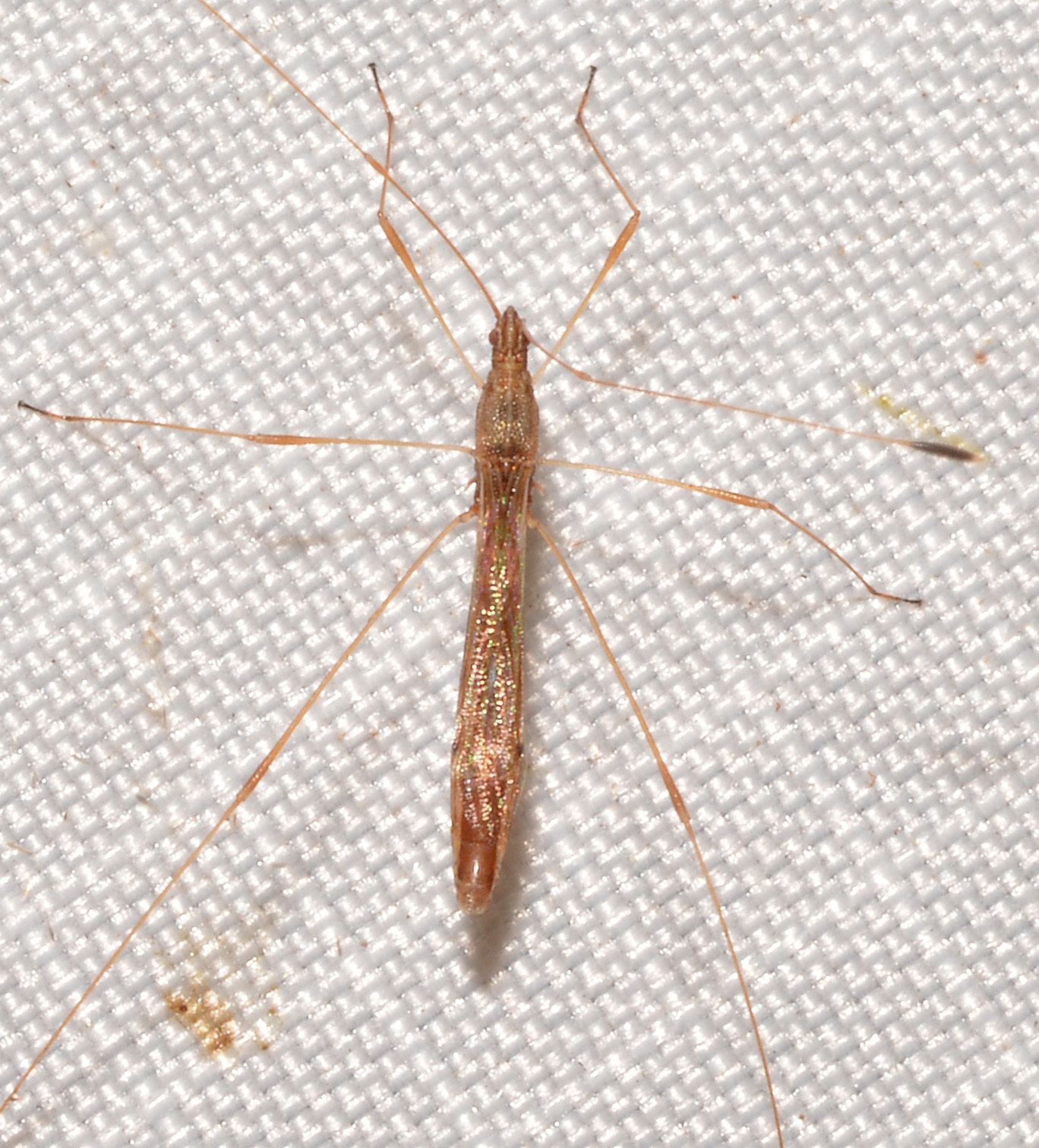Jalysus