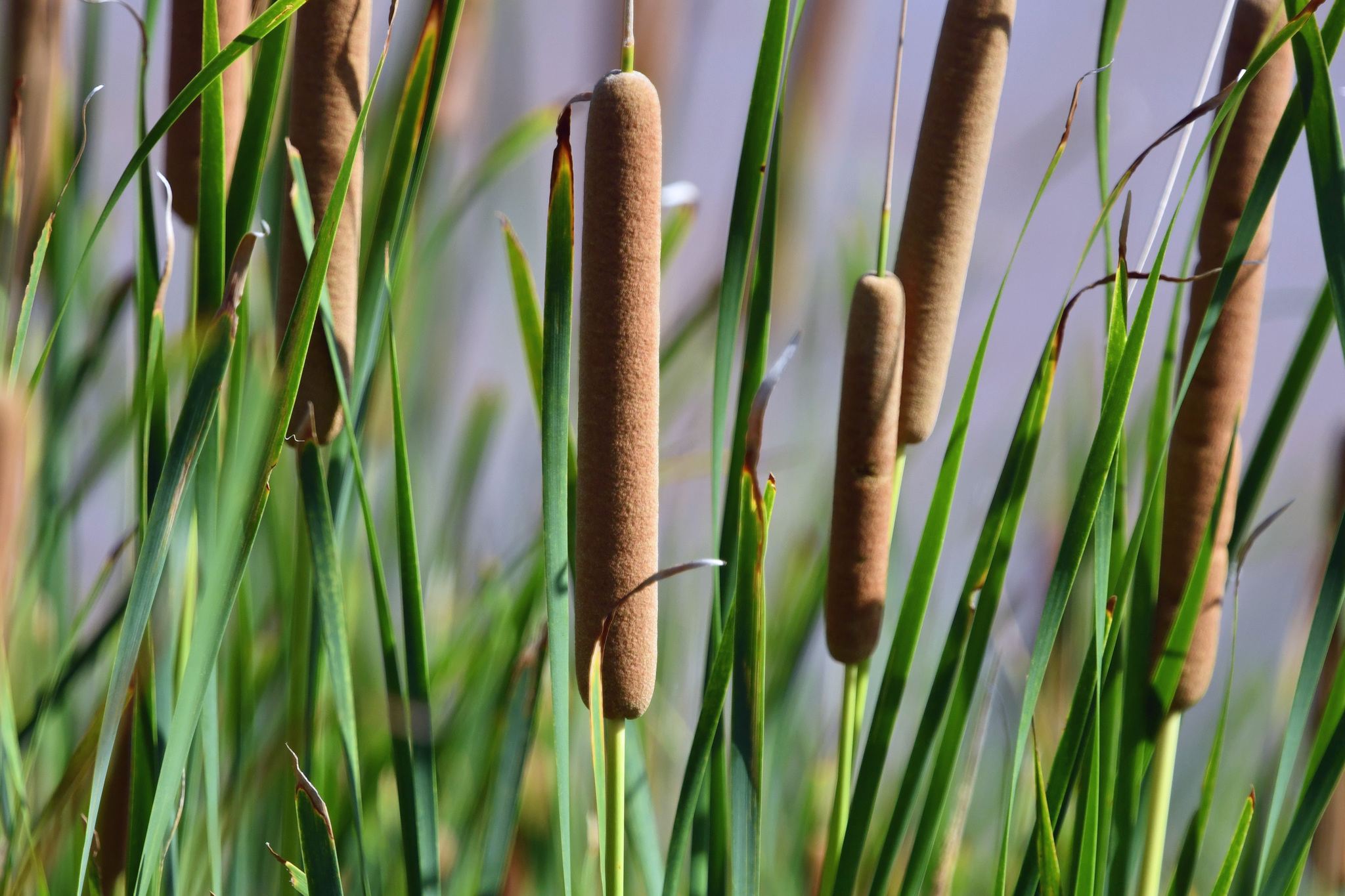 Typha domingensis