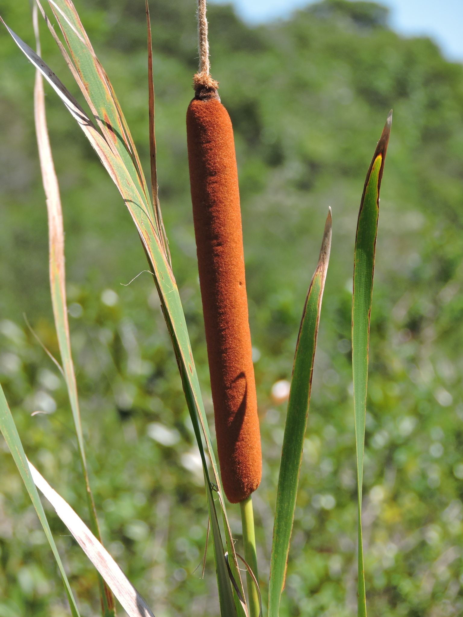 Typha domingensis