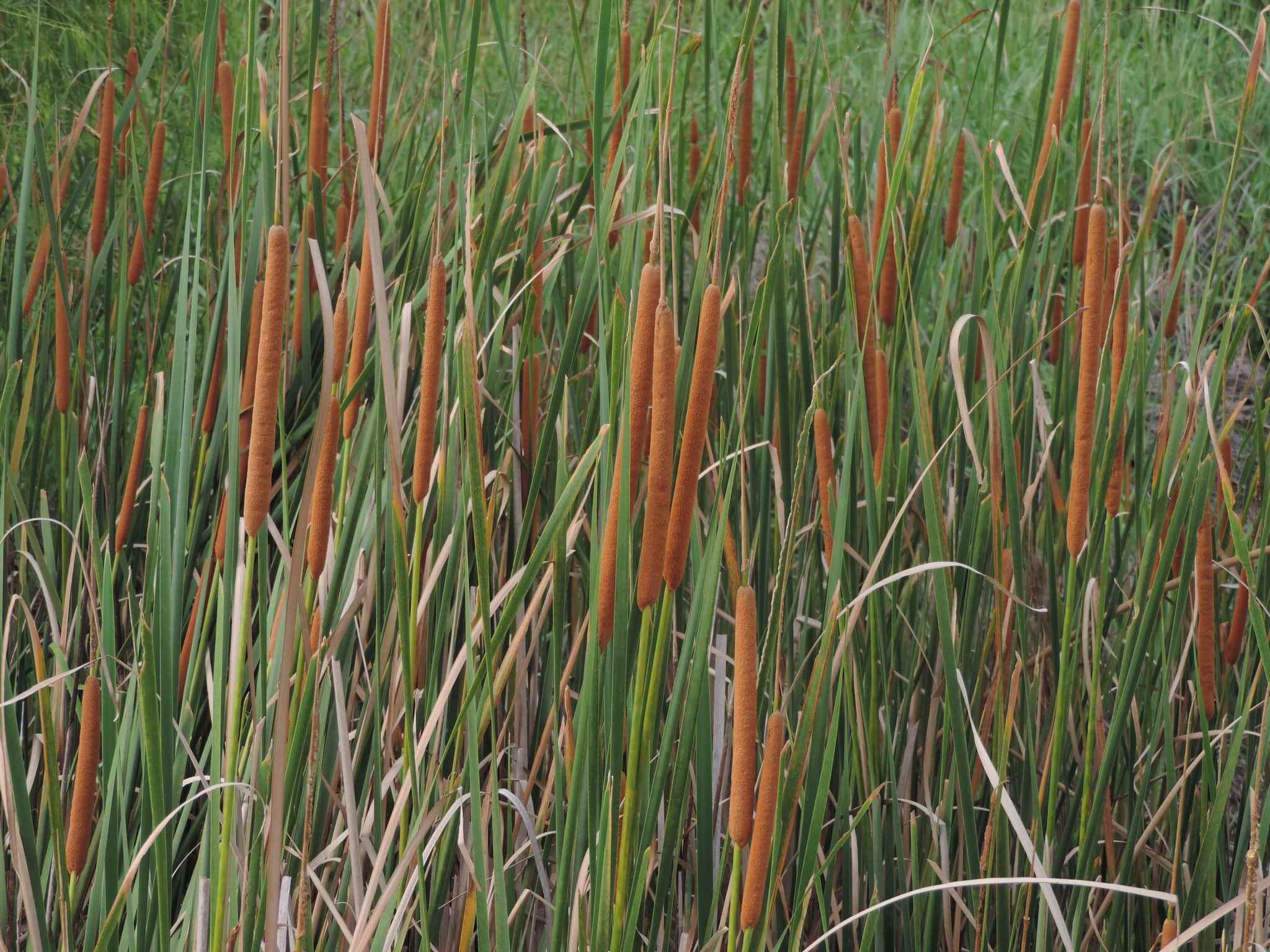 Typha domingensis