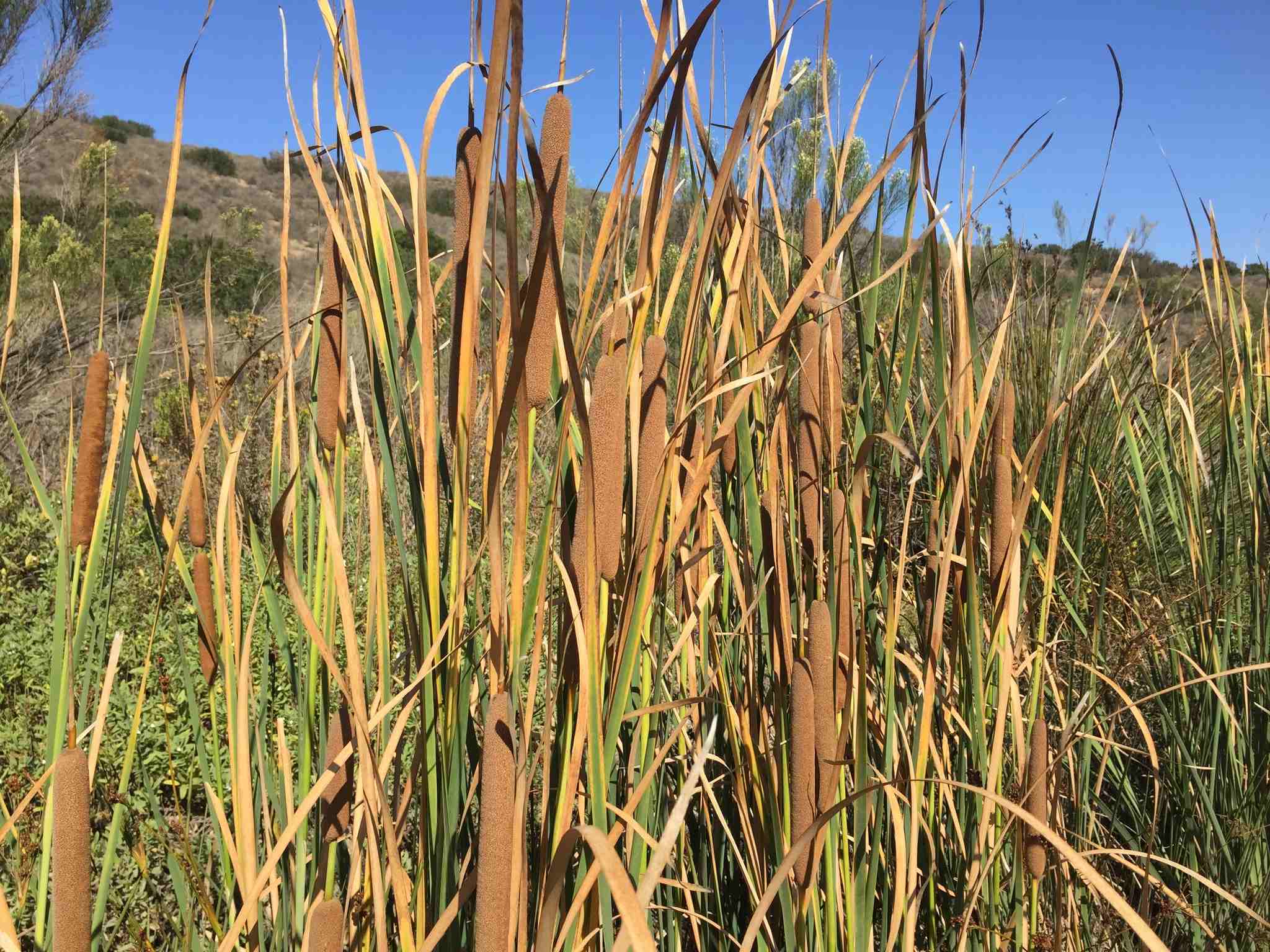 Typha domingensis