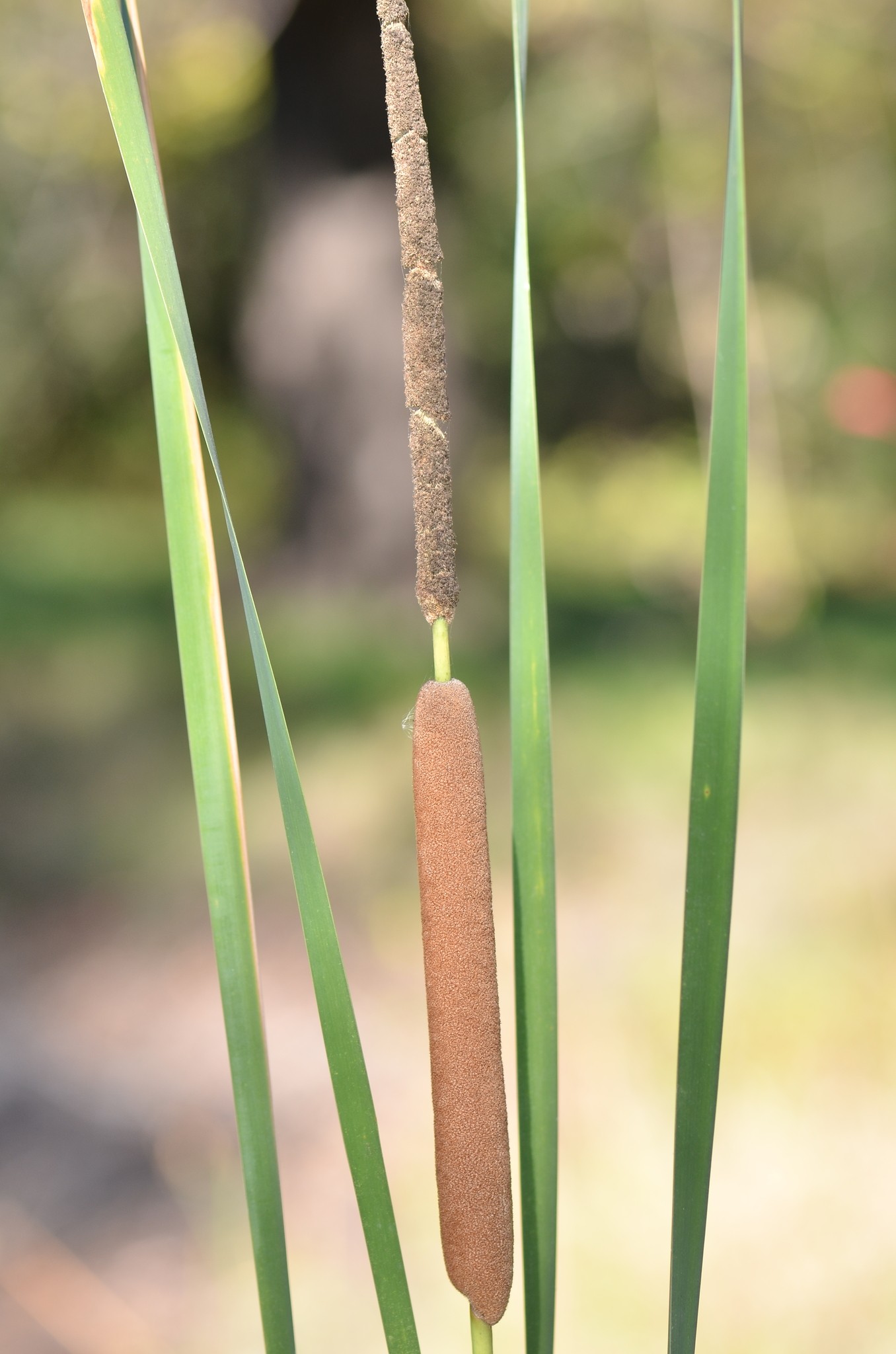Typha domingensis