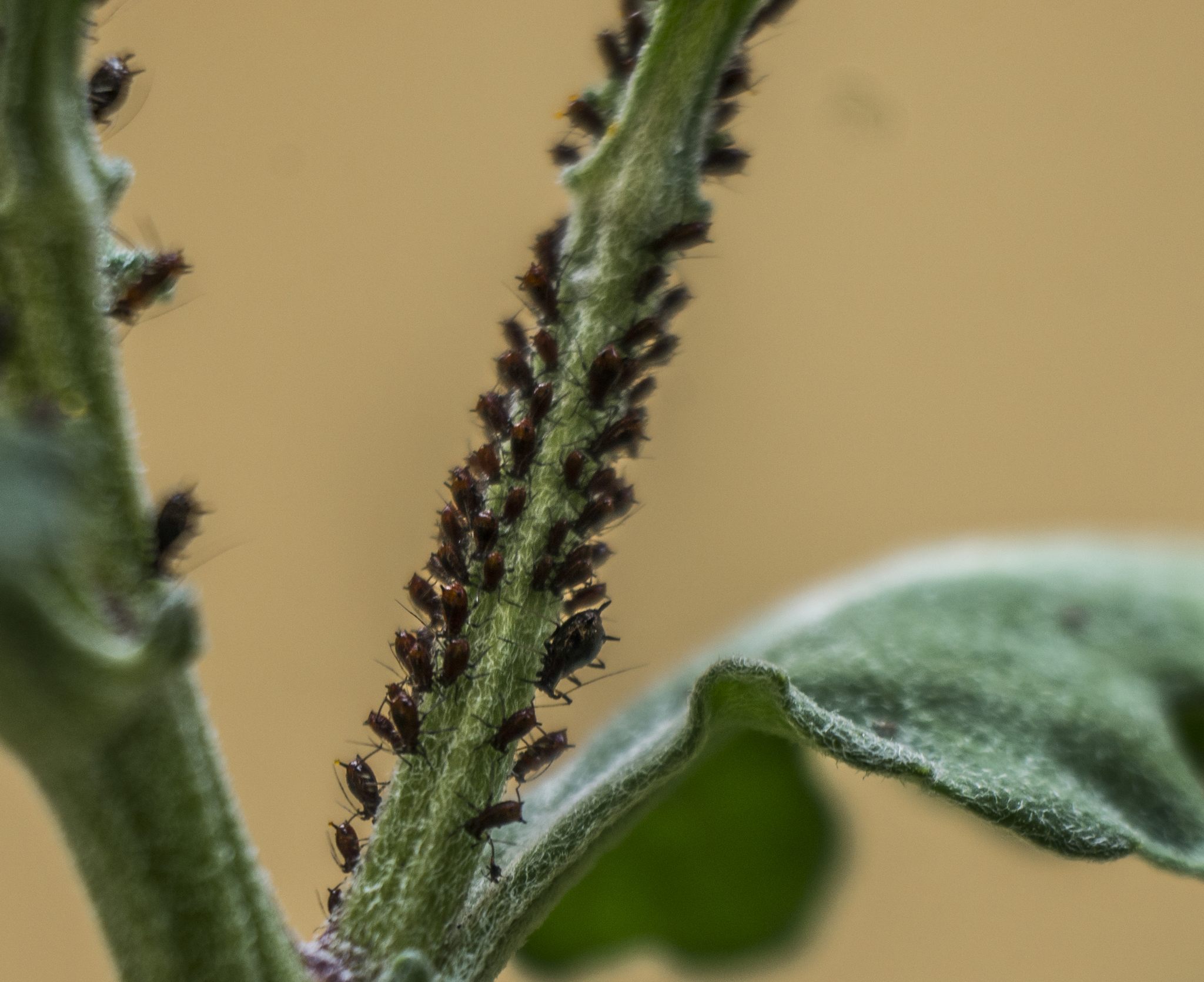 Macrosiphoniella sanborni