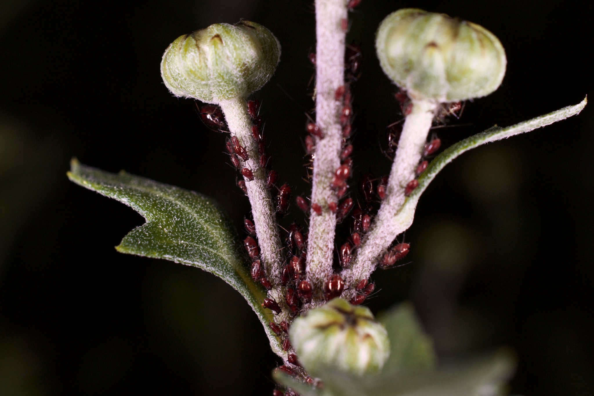 Macrosiphoniella sanborni