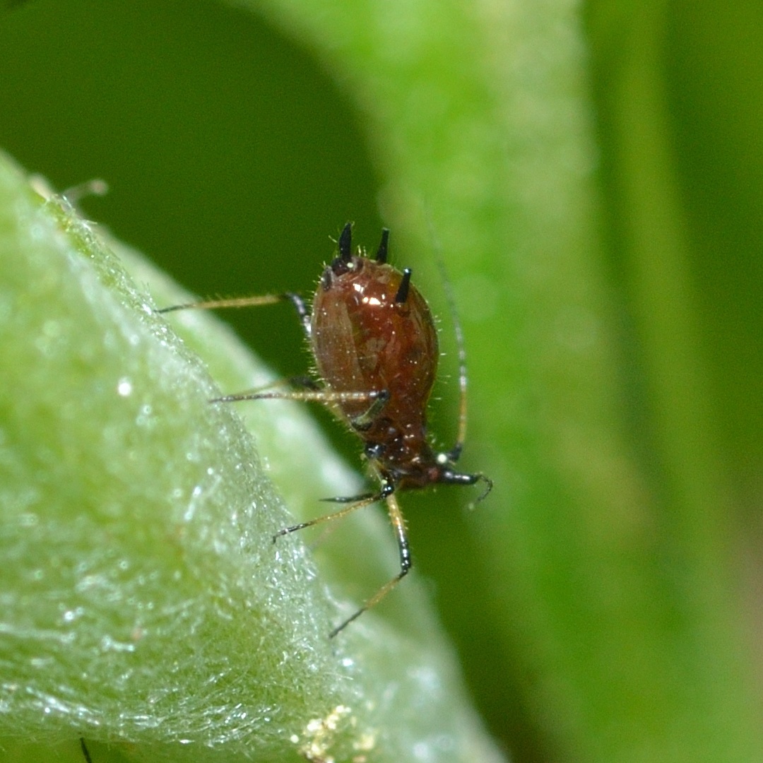 Macrosiphoniella sanborni