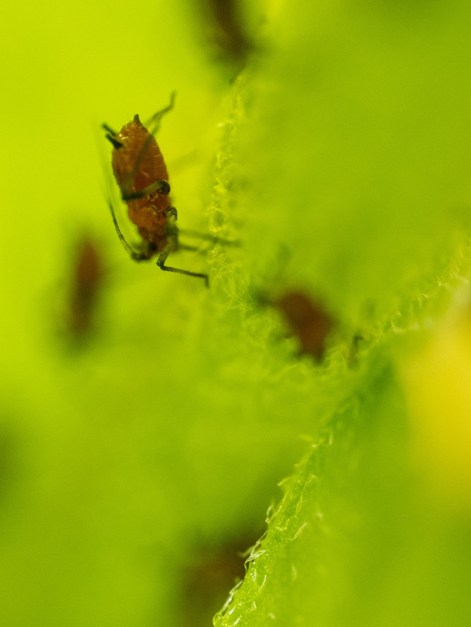 Macrosiphoniella sanborni