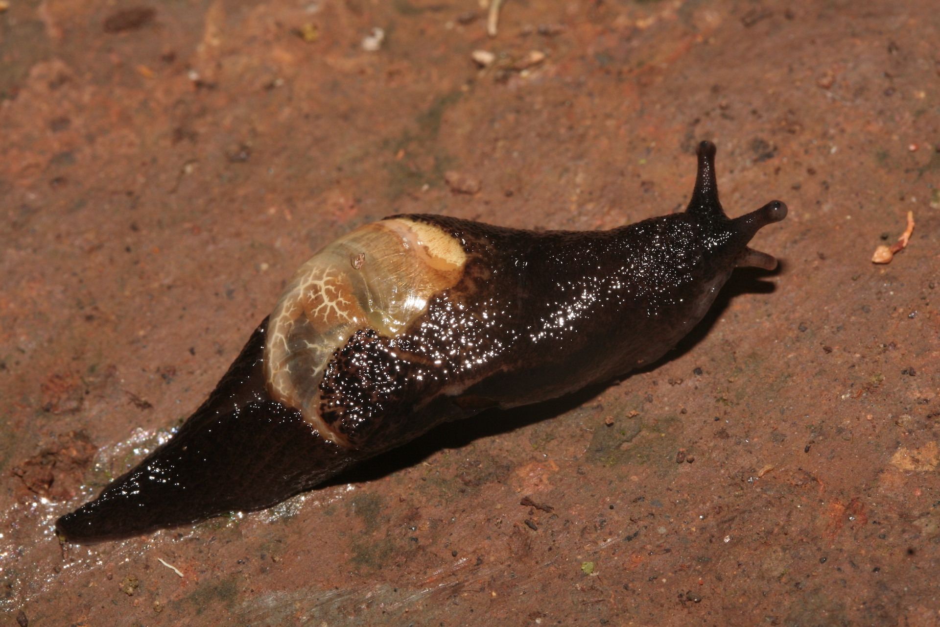 Insulivitrina