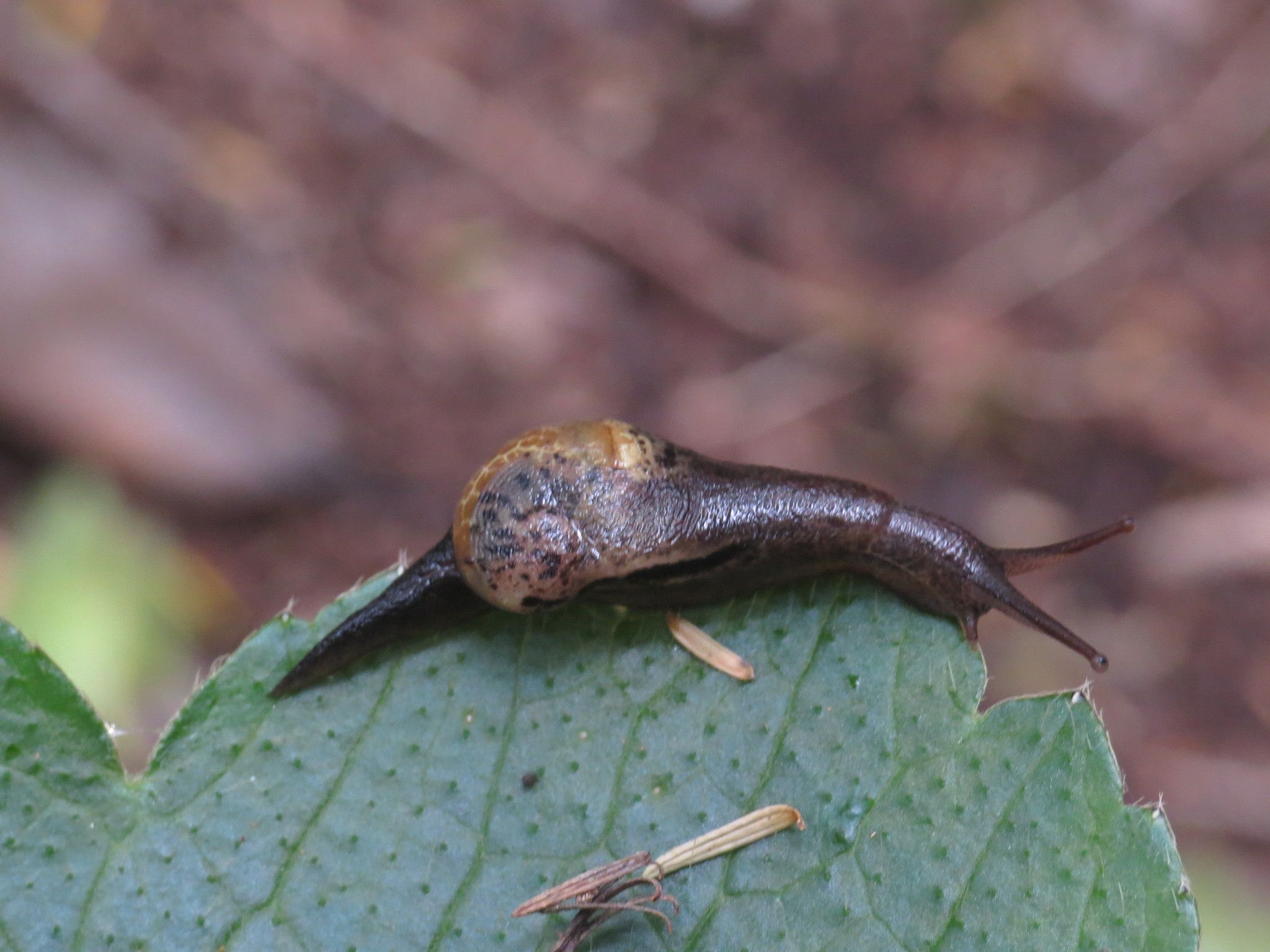 Insulivitrina