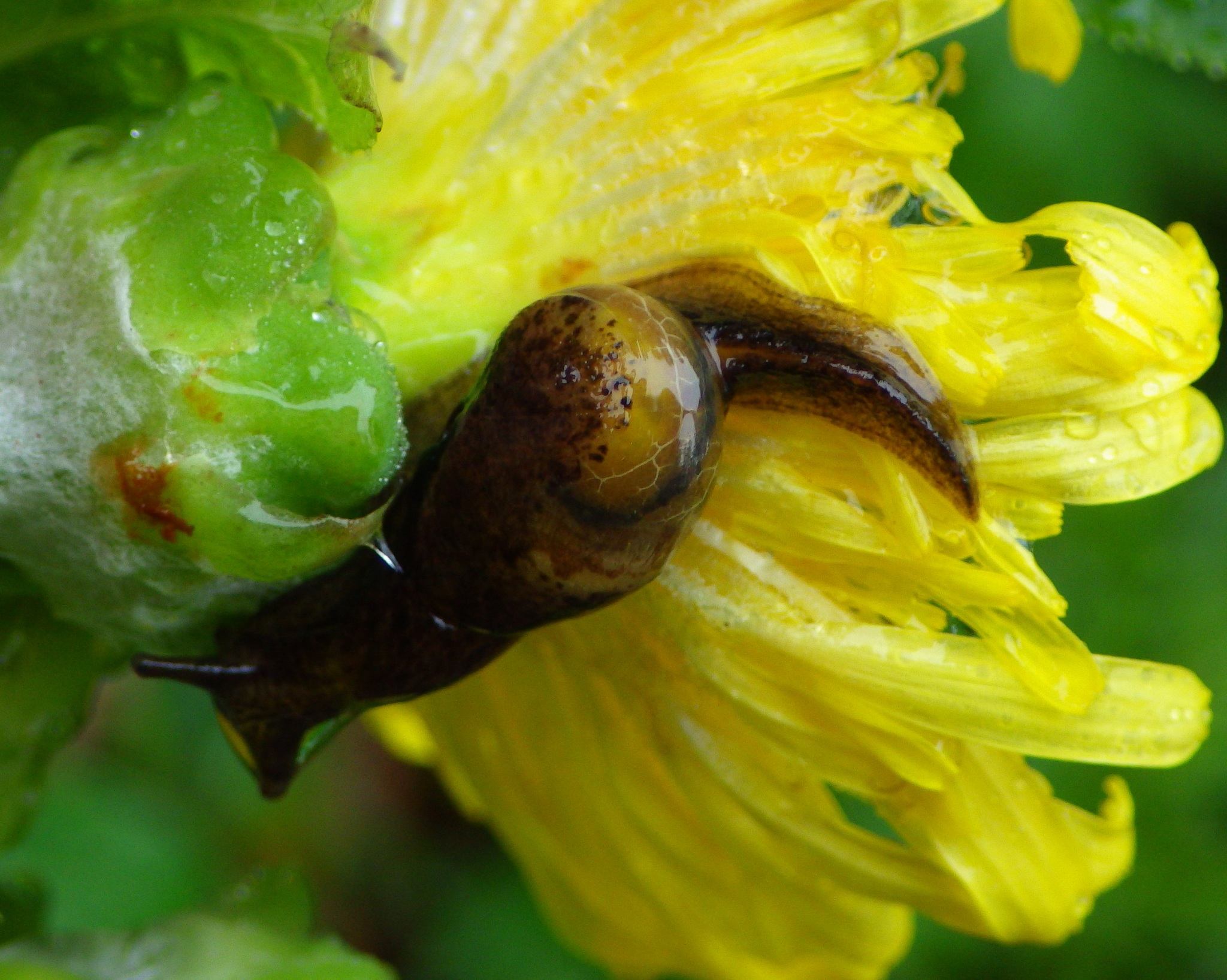 Insulivitrina