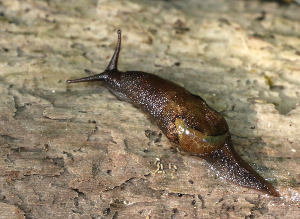 Insulivitrina