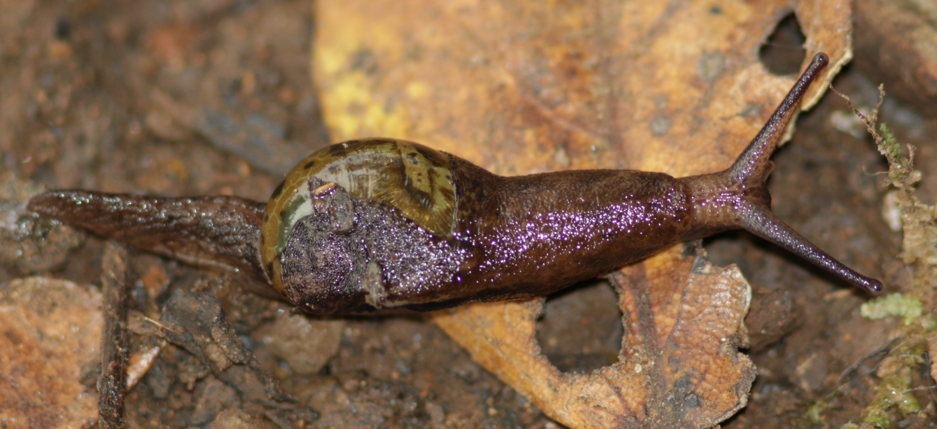 Insulivitrina