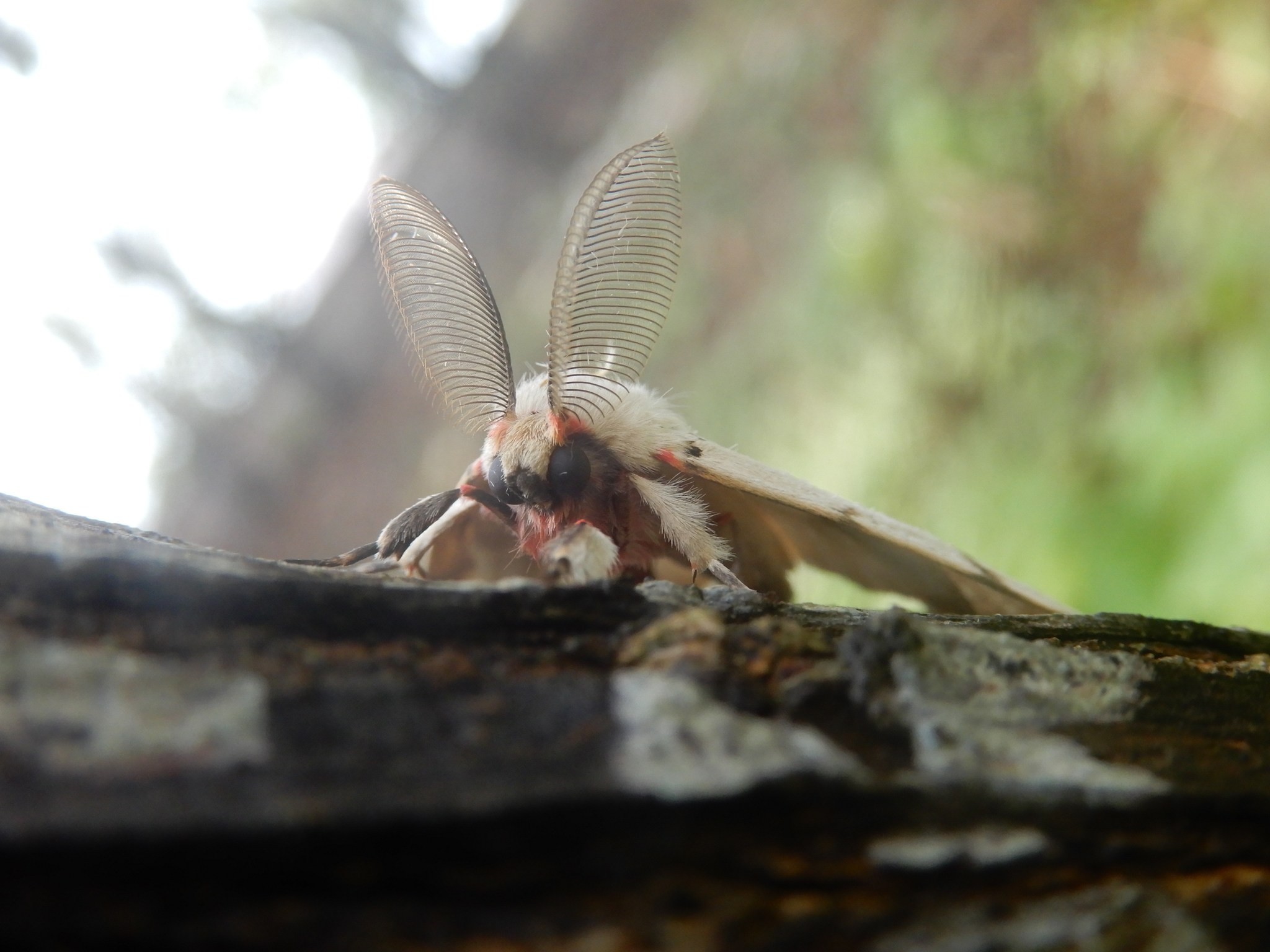 Lymantria xylina