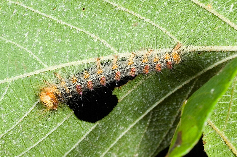 Lymantria xylina