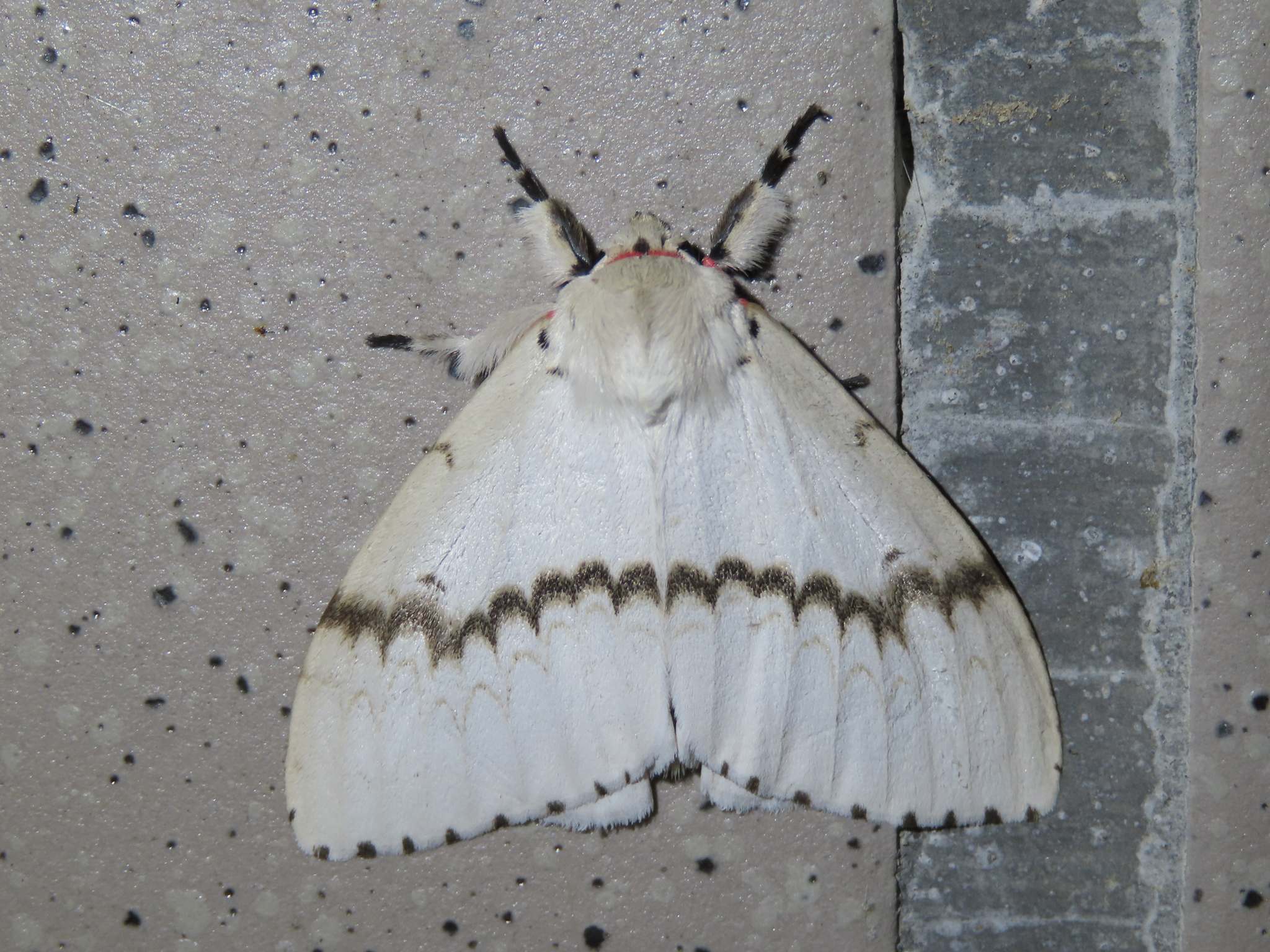 Lymantria xylina