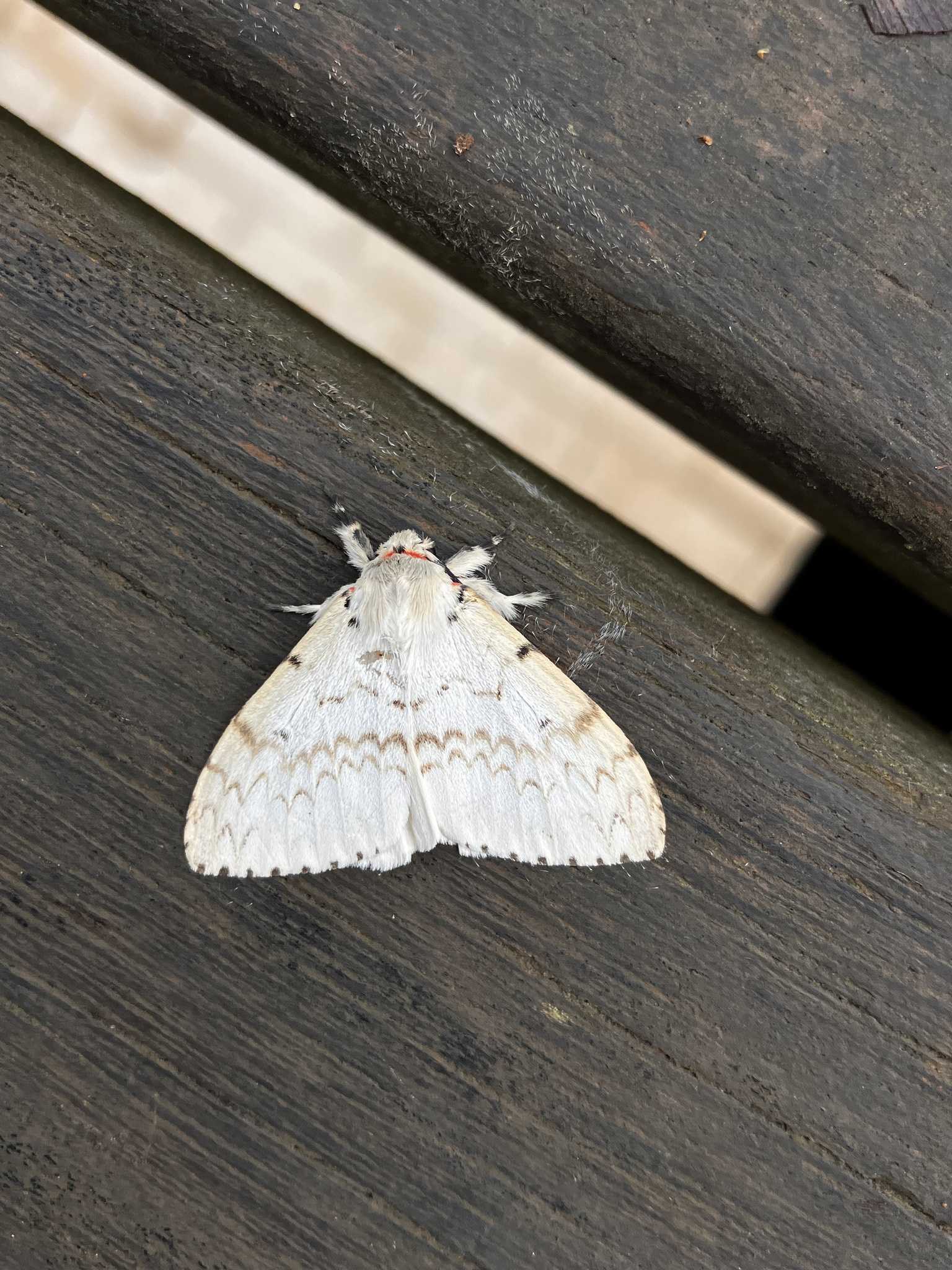 Lymantria xylina