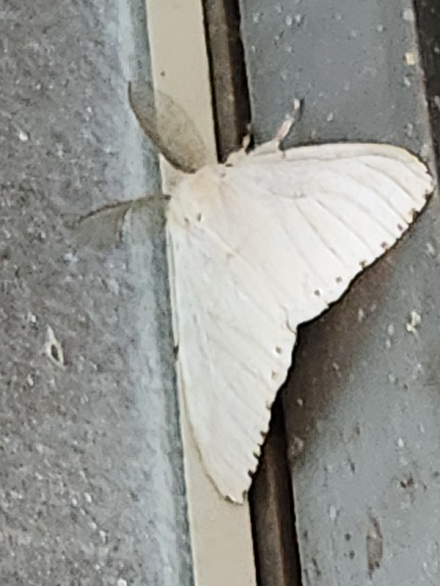 Lymantria xylina