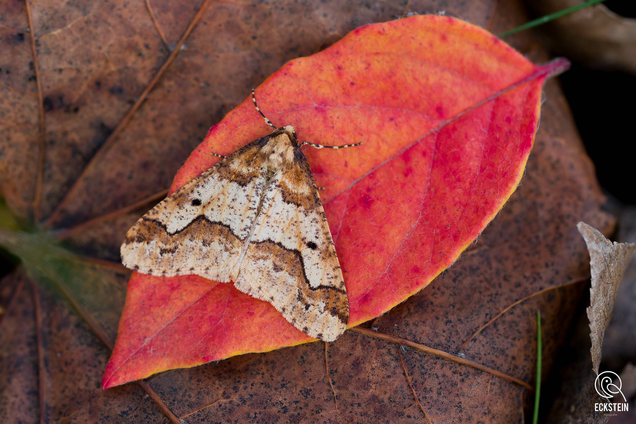 Erannis defoliaria