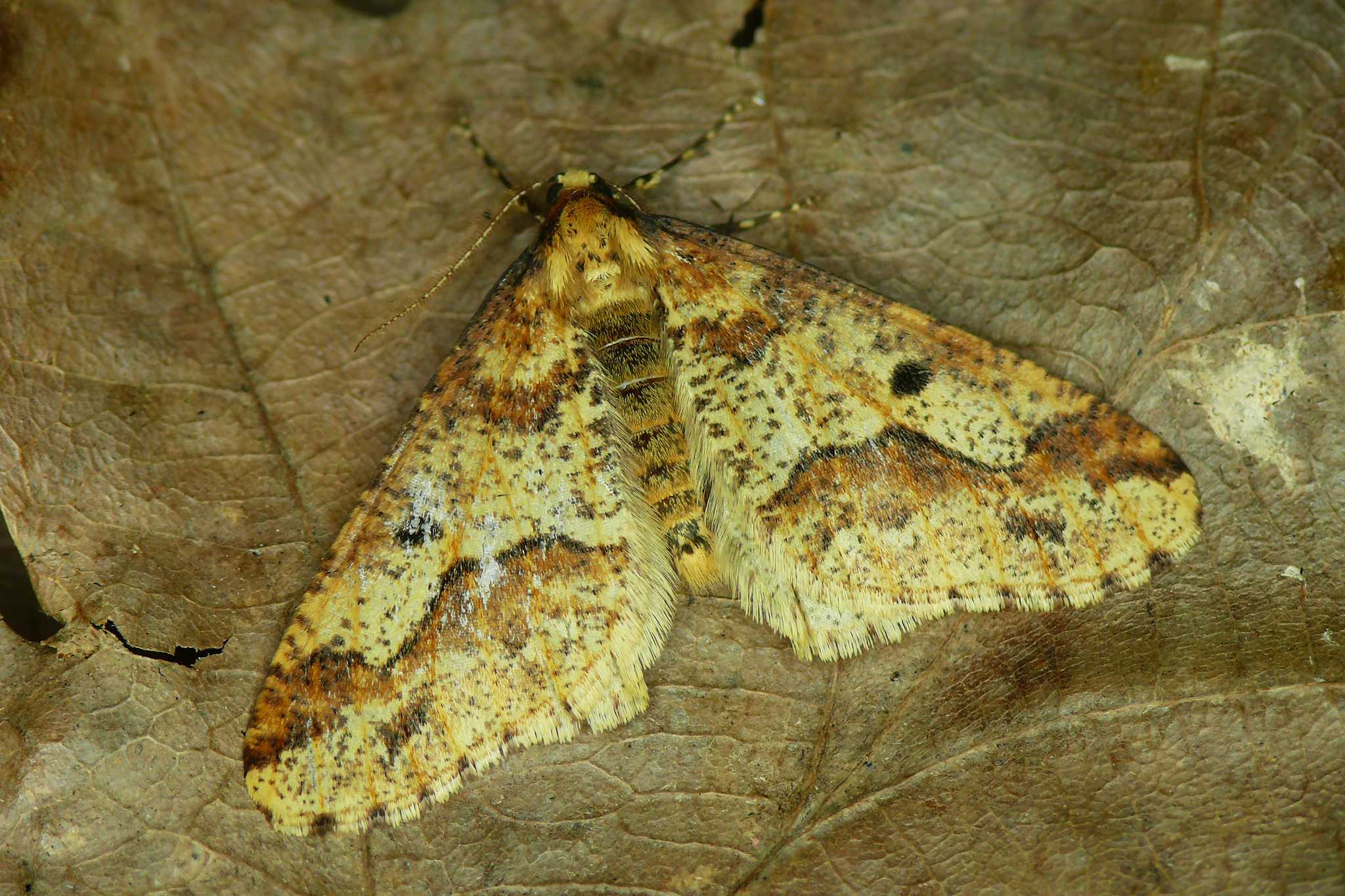 Erannis defoliaria