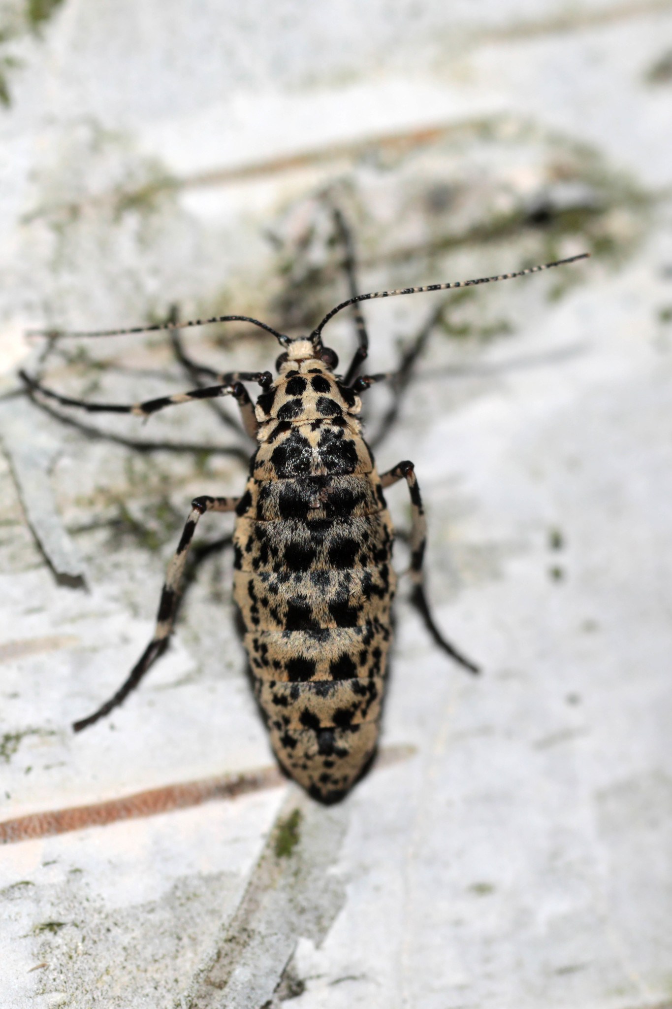 Erannis defoliaria