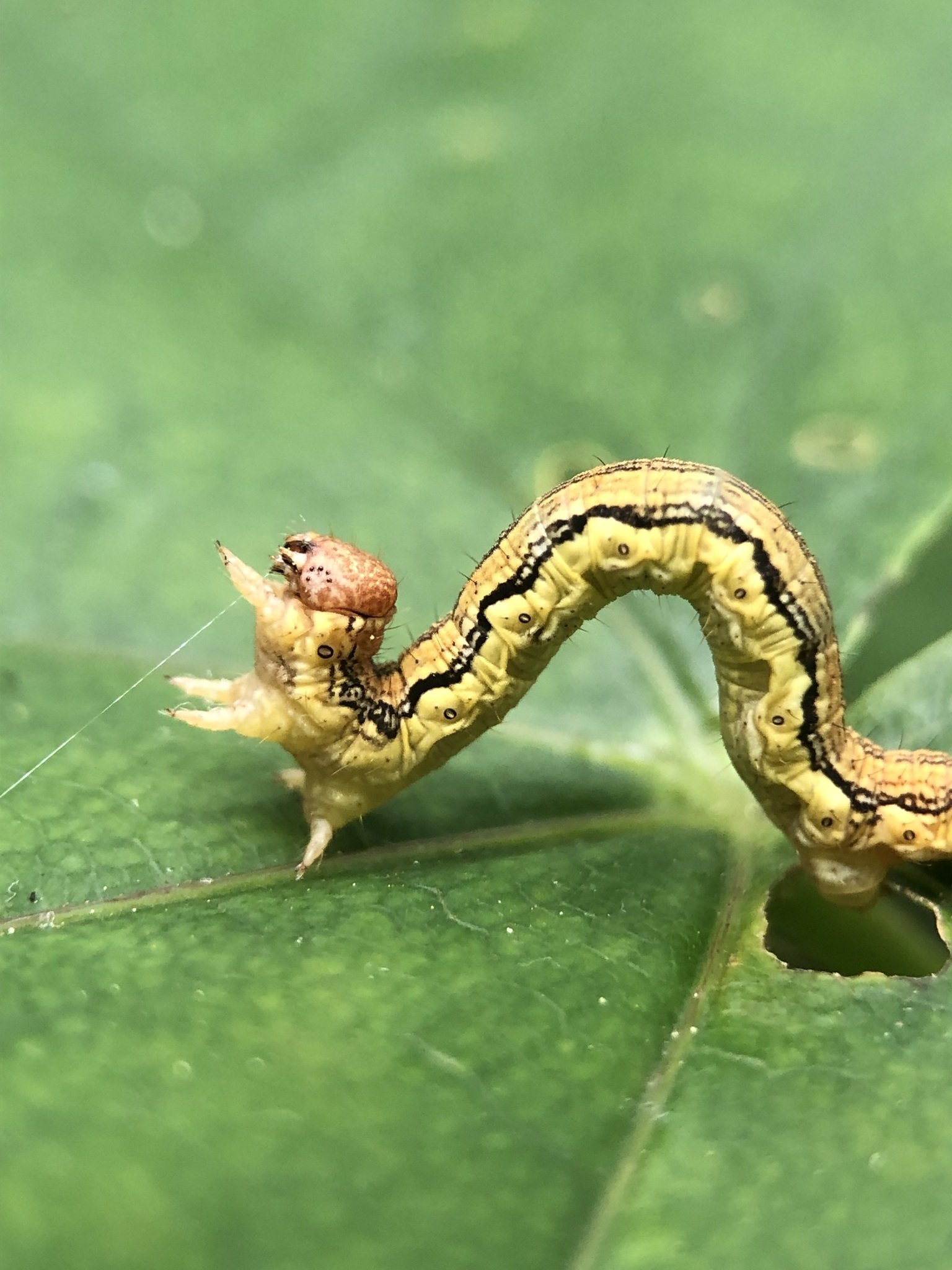 Erannis defoliaria