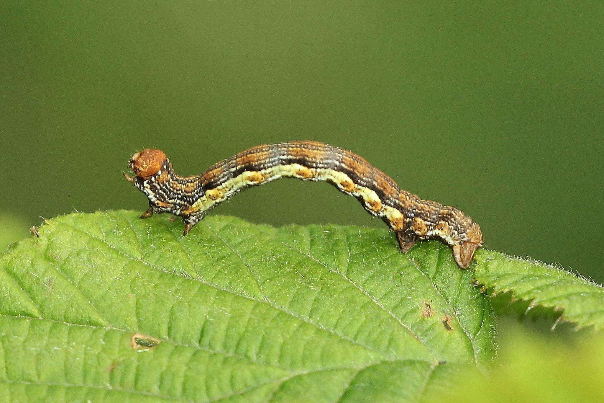 Erannis defoliaria