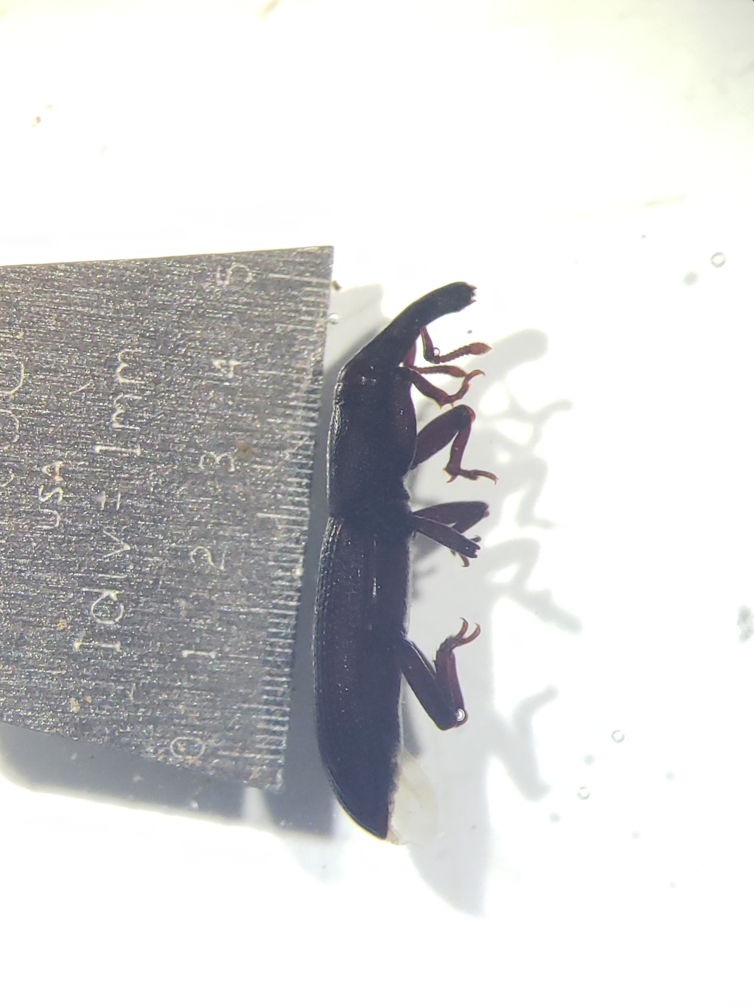 Oxydema