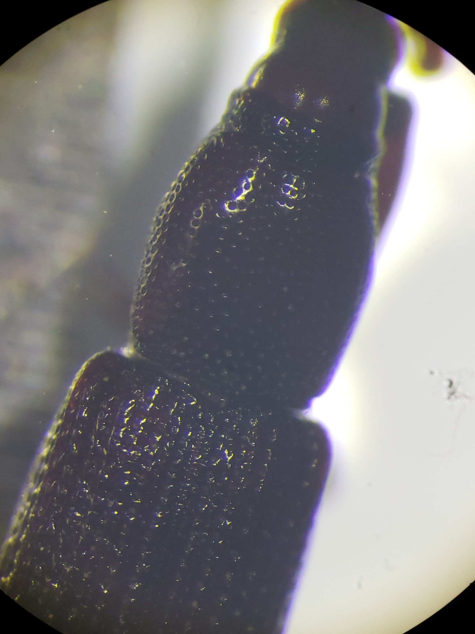 Oxydema