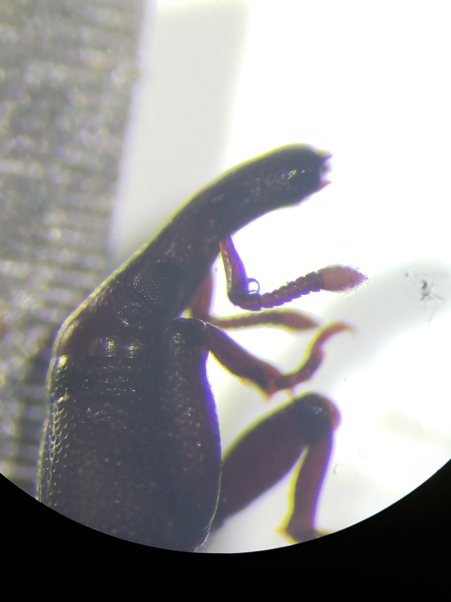 Oxydema