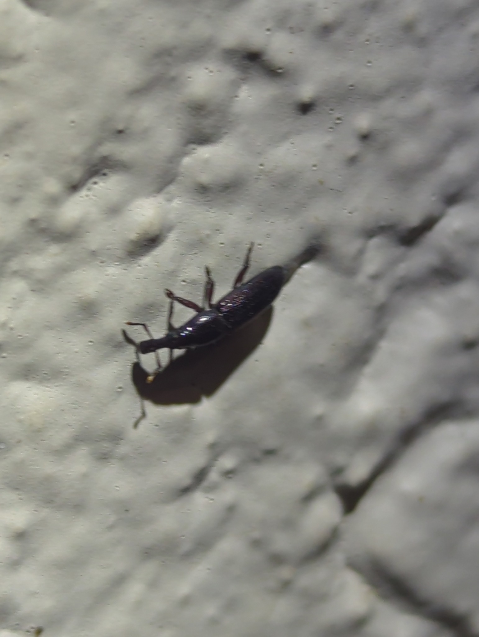 Oxydema