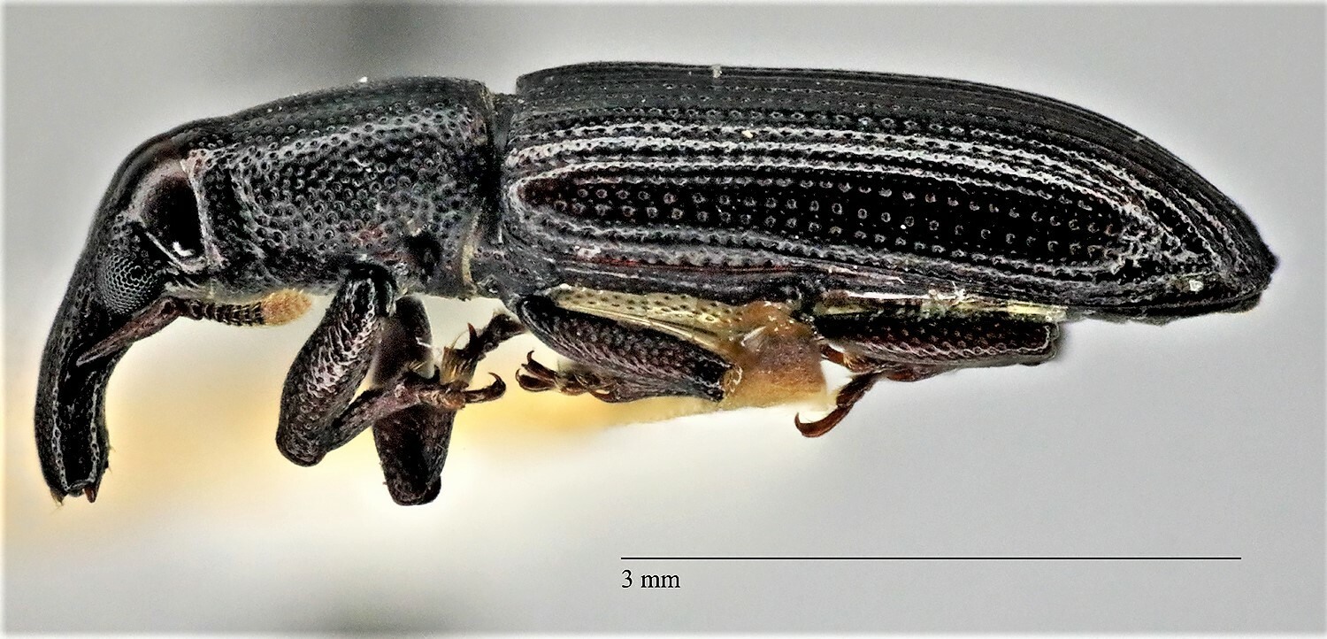 Oxydema