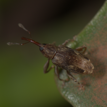 Ceratopus bisignatus