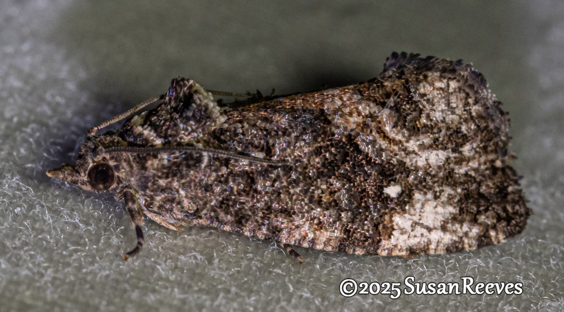 Gymnandrosoma