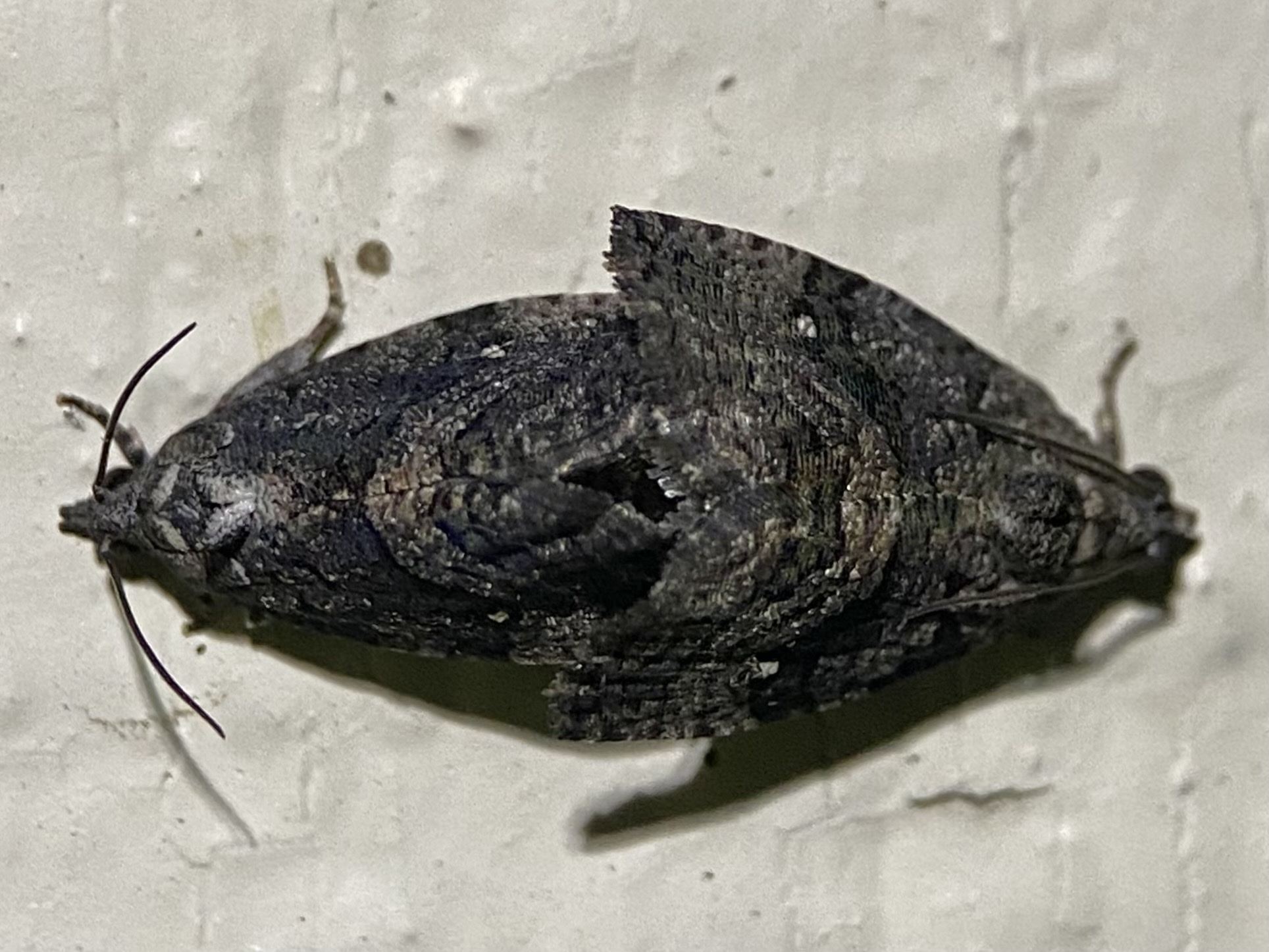 Gymnandrosoma
