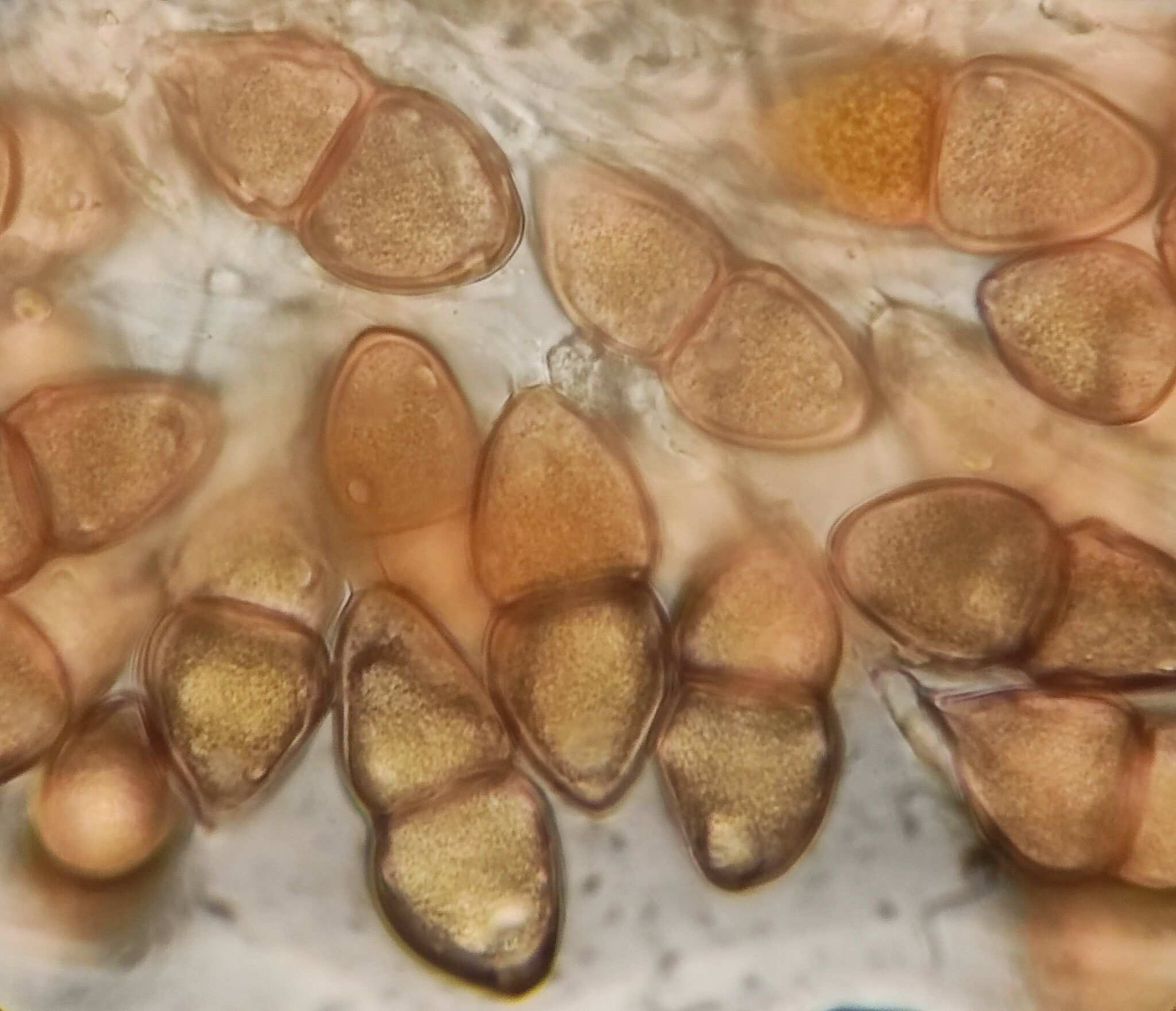 Gymnosporangium atlanticum