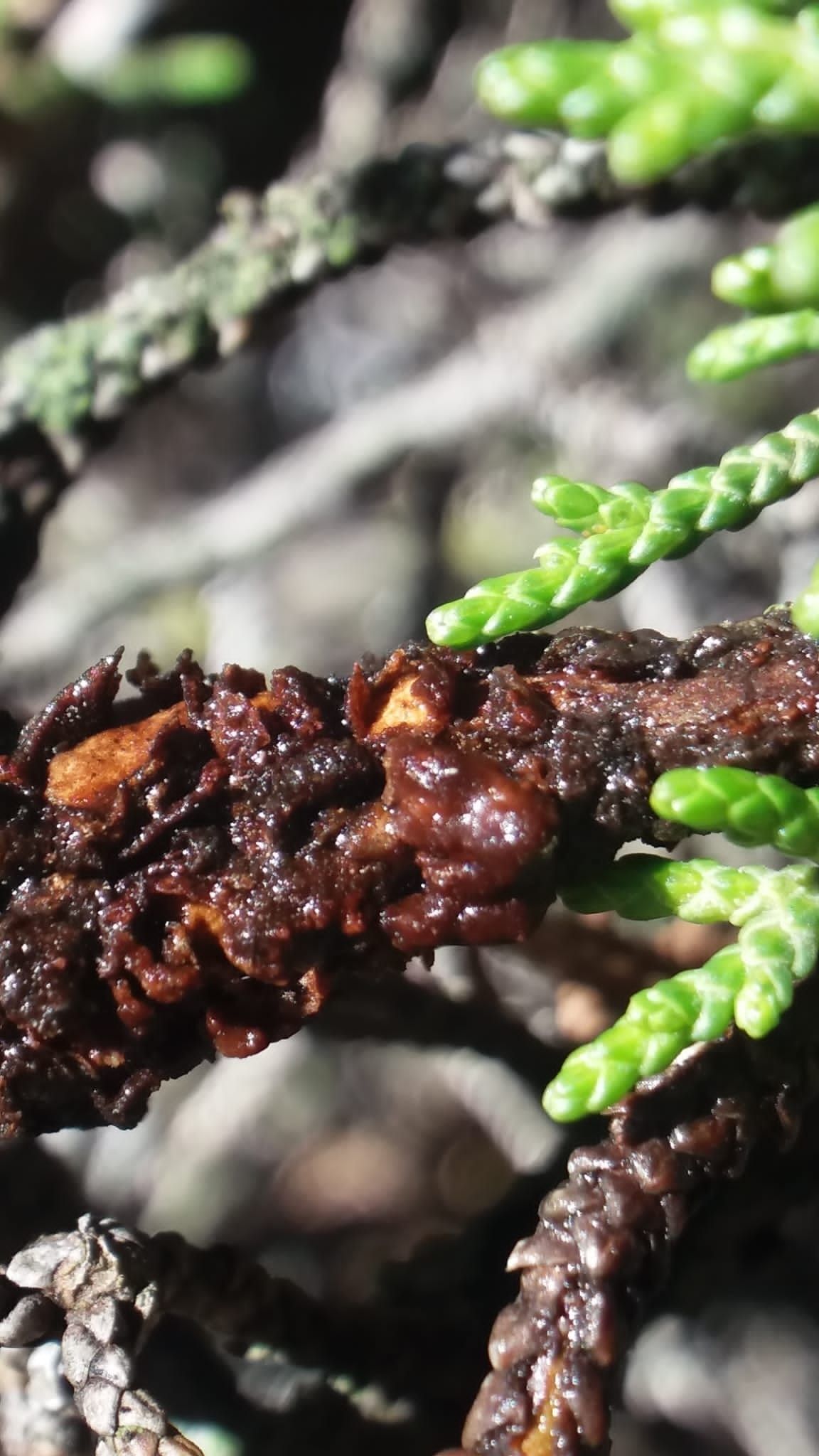 Gymnosporangium atlanticum
