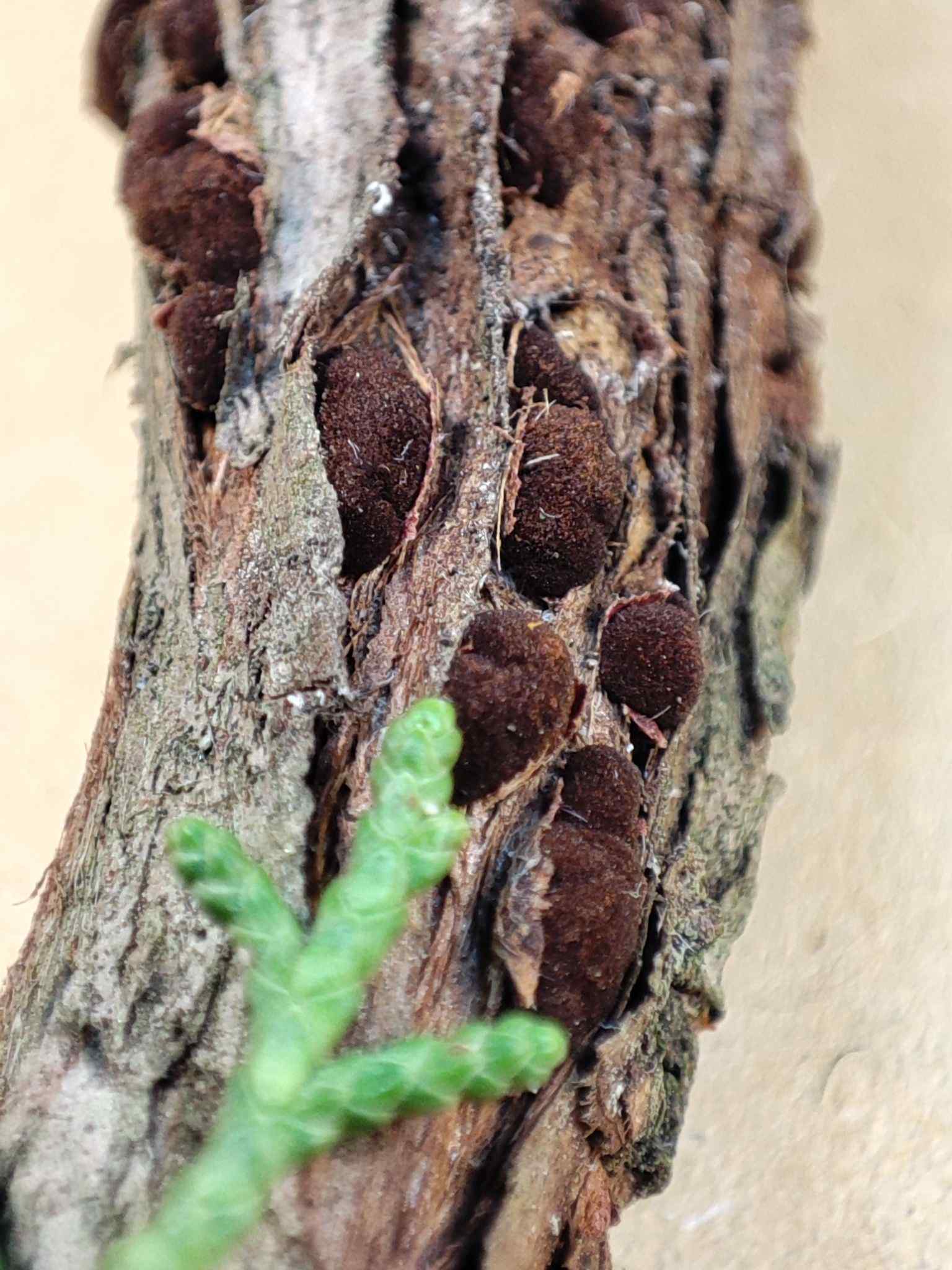 Gymnosporangium atlanticum