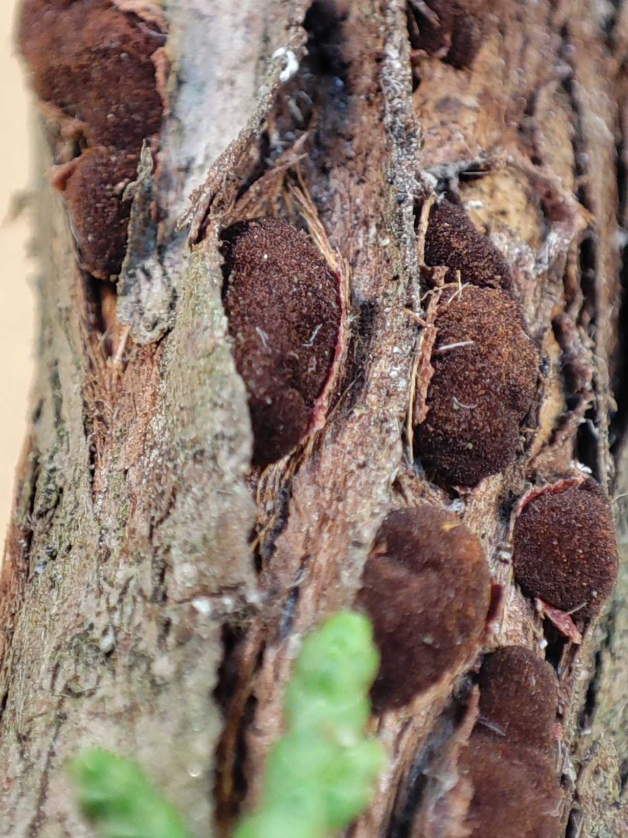 Gymnosporangium atlanticum