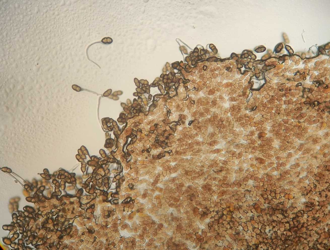Gymnosporangium atlanticum