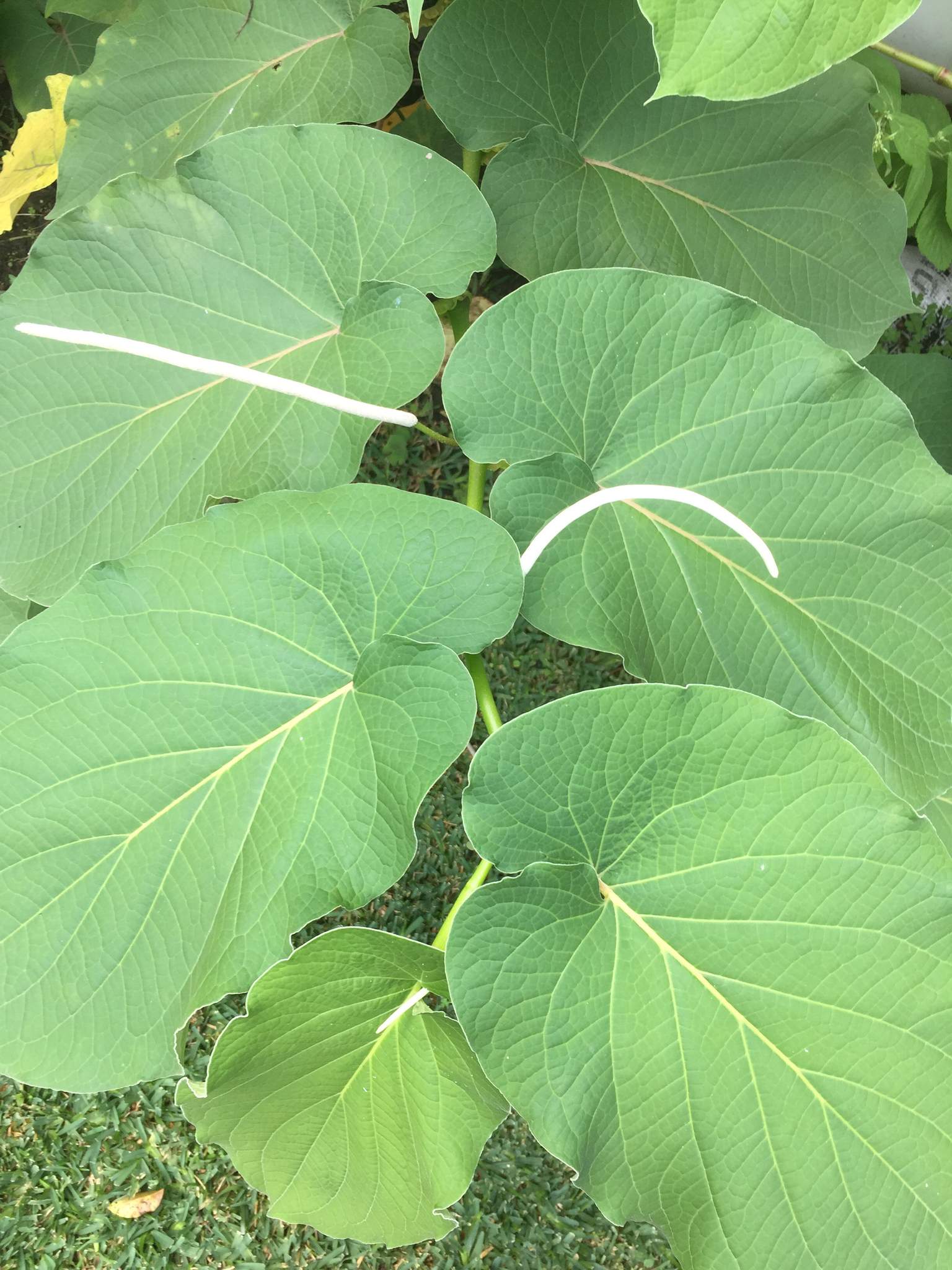 Piper auritum