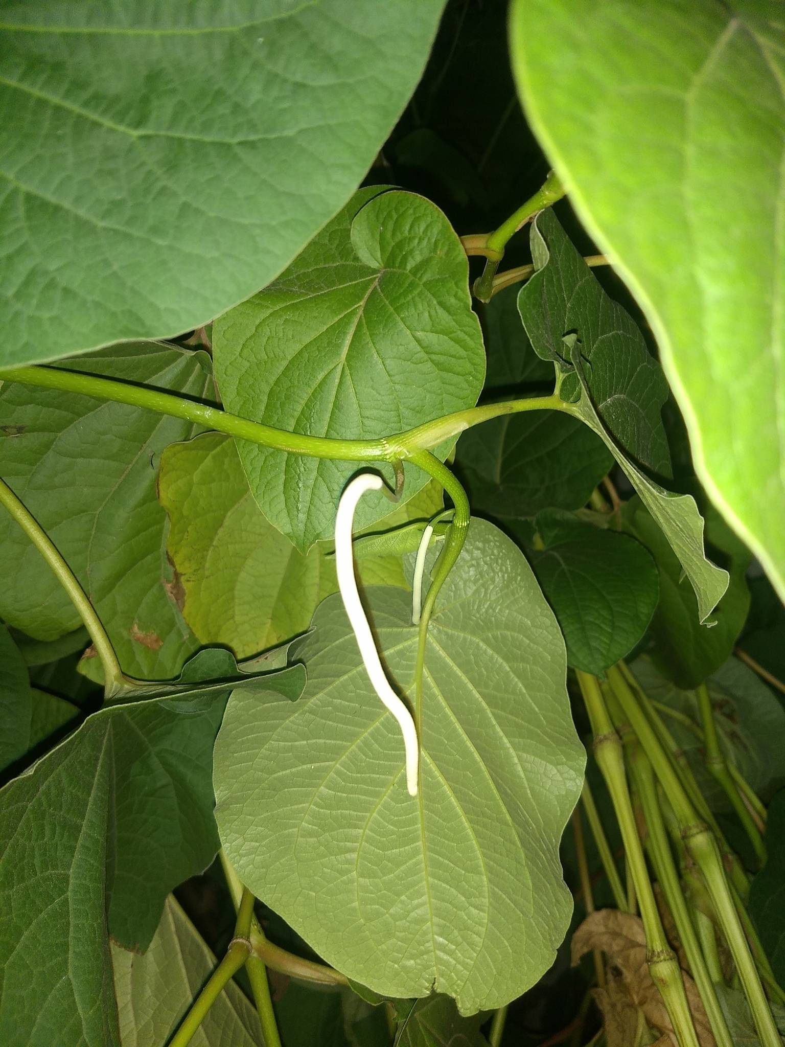 Piper auritum