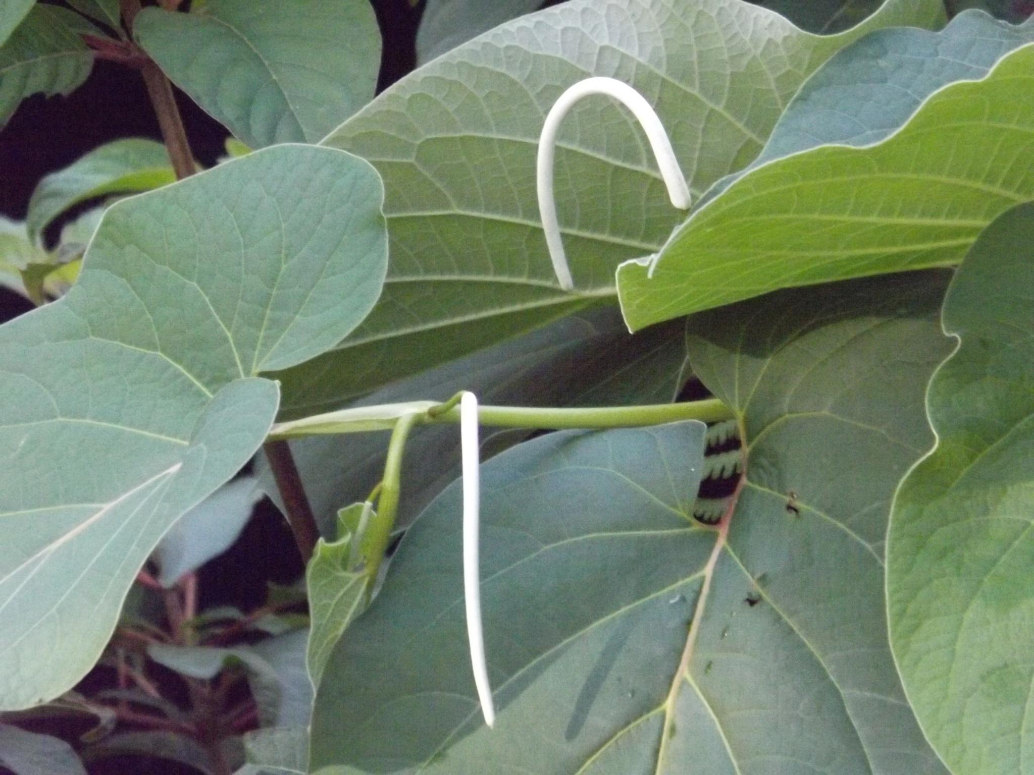 Piper auritum