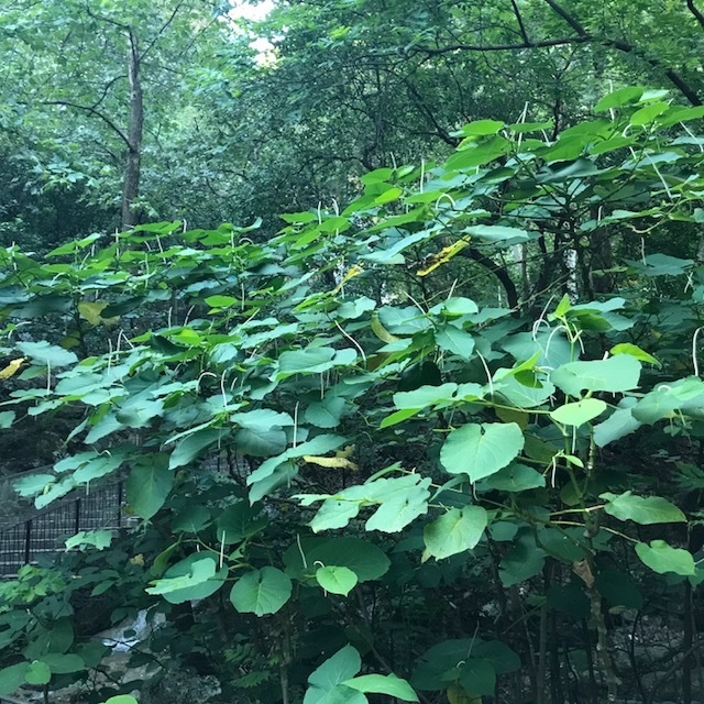 Piper auritum
