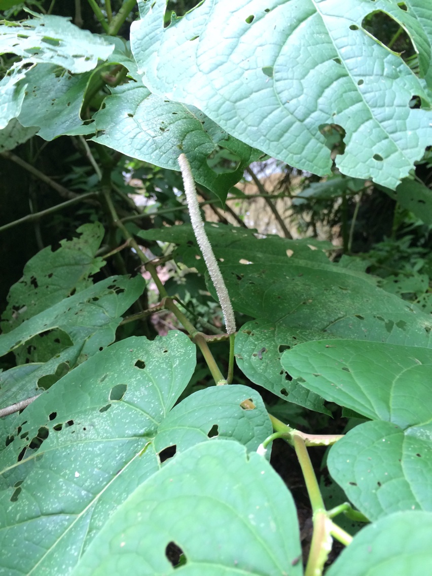 Piper auritum