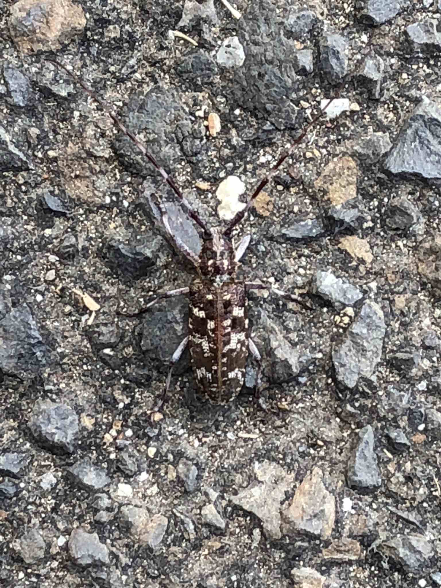 Monochamus obtusus