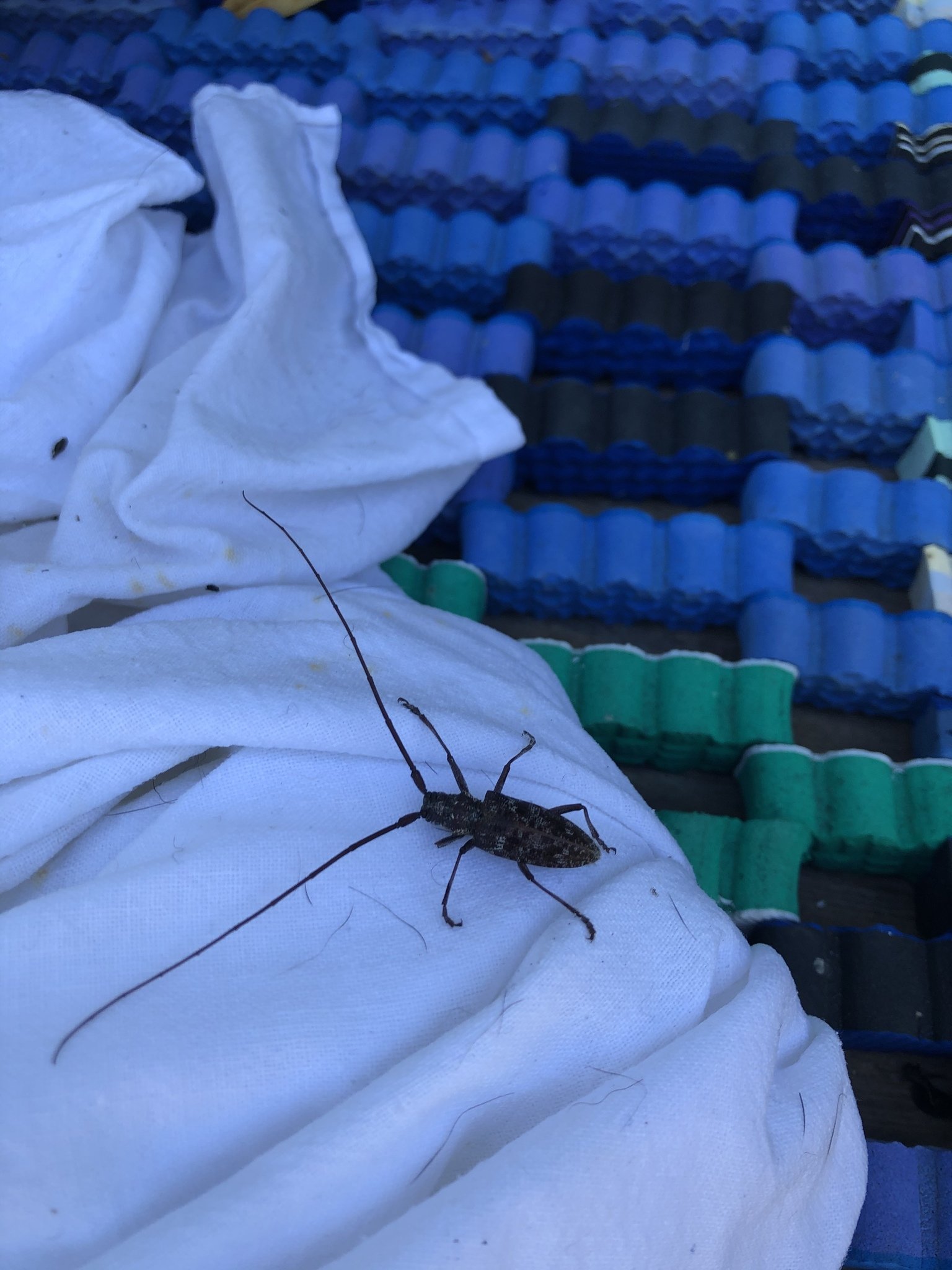 Monochamus obtusus